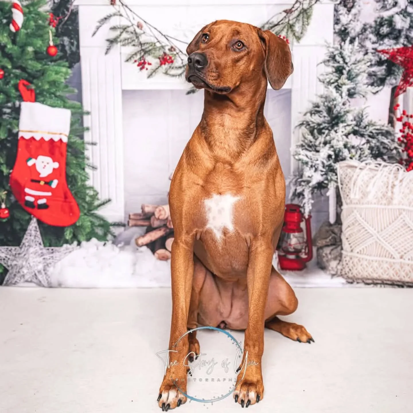 What a fantastic festive weekend finished with a fabulous session at @outward_hound_barnsley thank you for having me.