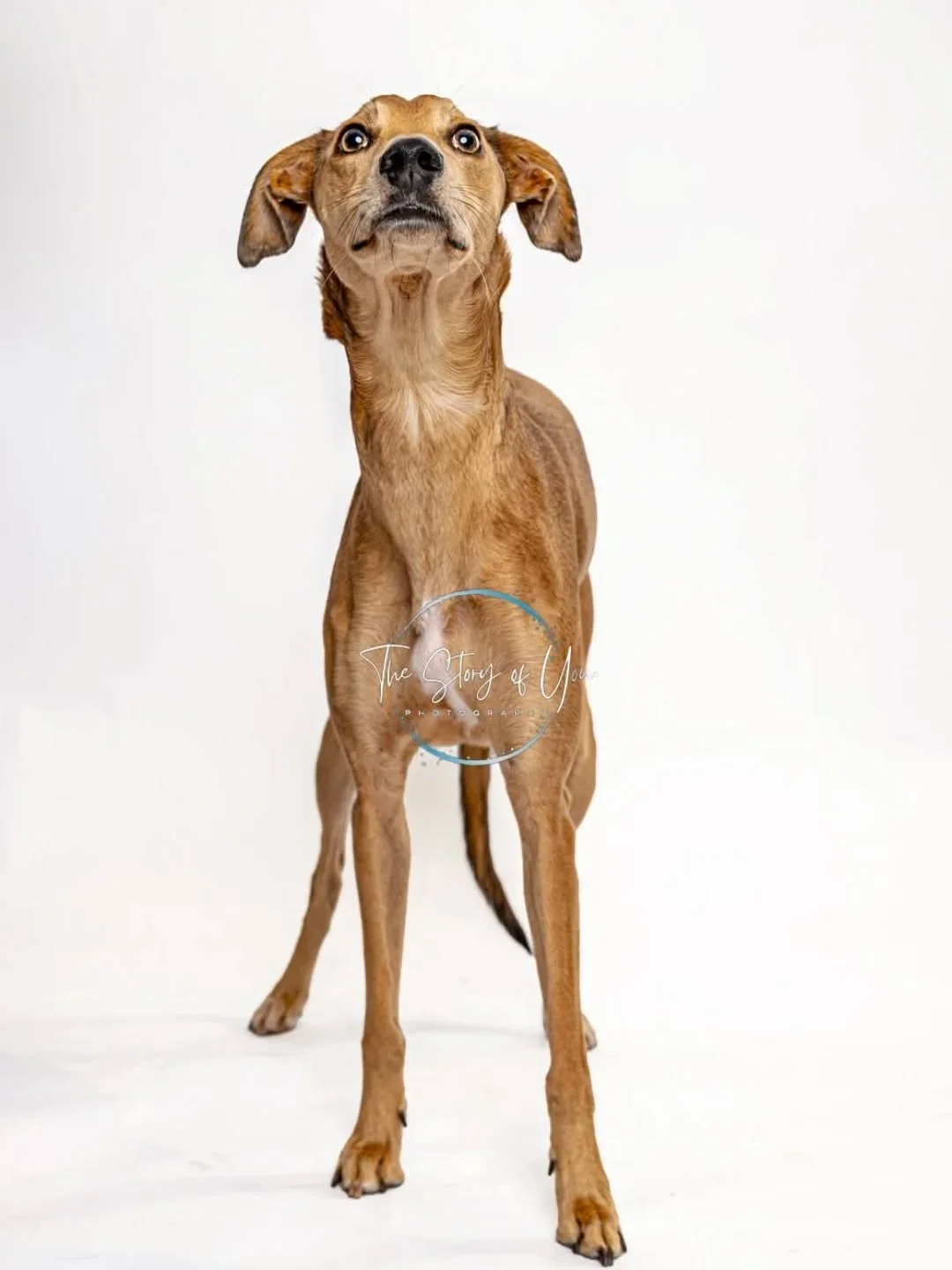 Thanks to all the humans and dogs who came to the studio today for my fundraising photoshoot for the NSPCC. Really lovely to meet you all and hope to see you again soon