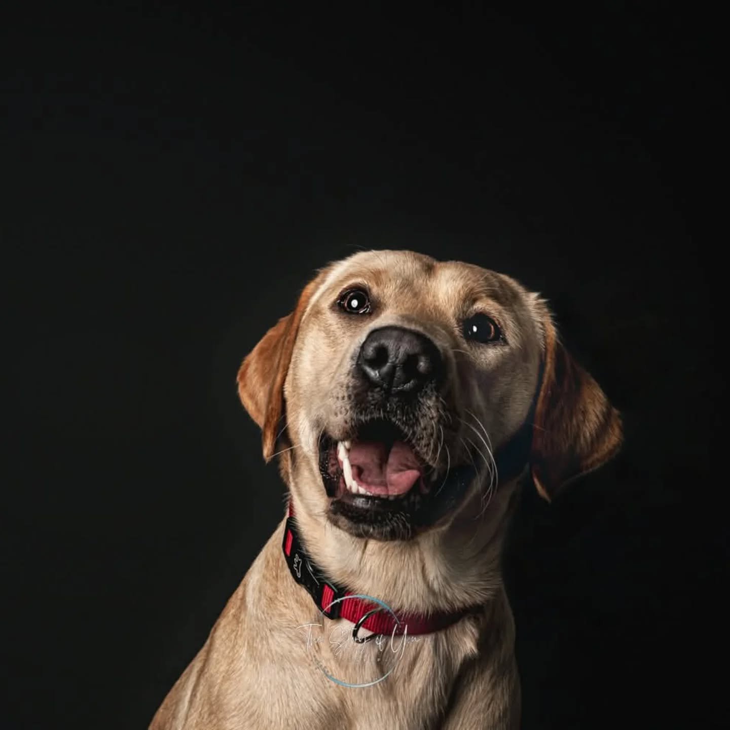 Hope your week is as happy as a Labrador. Can't beat a happy Labrador

www.thestoryofyou.co.uk