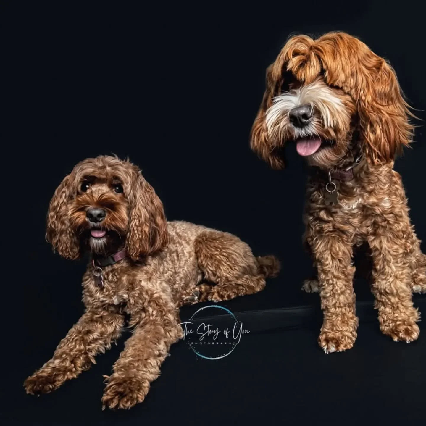 Realised I hadn't uploaded this dynamic duo onto the grid.