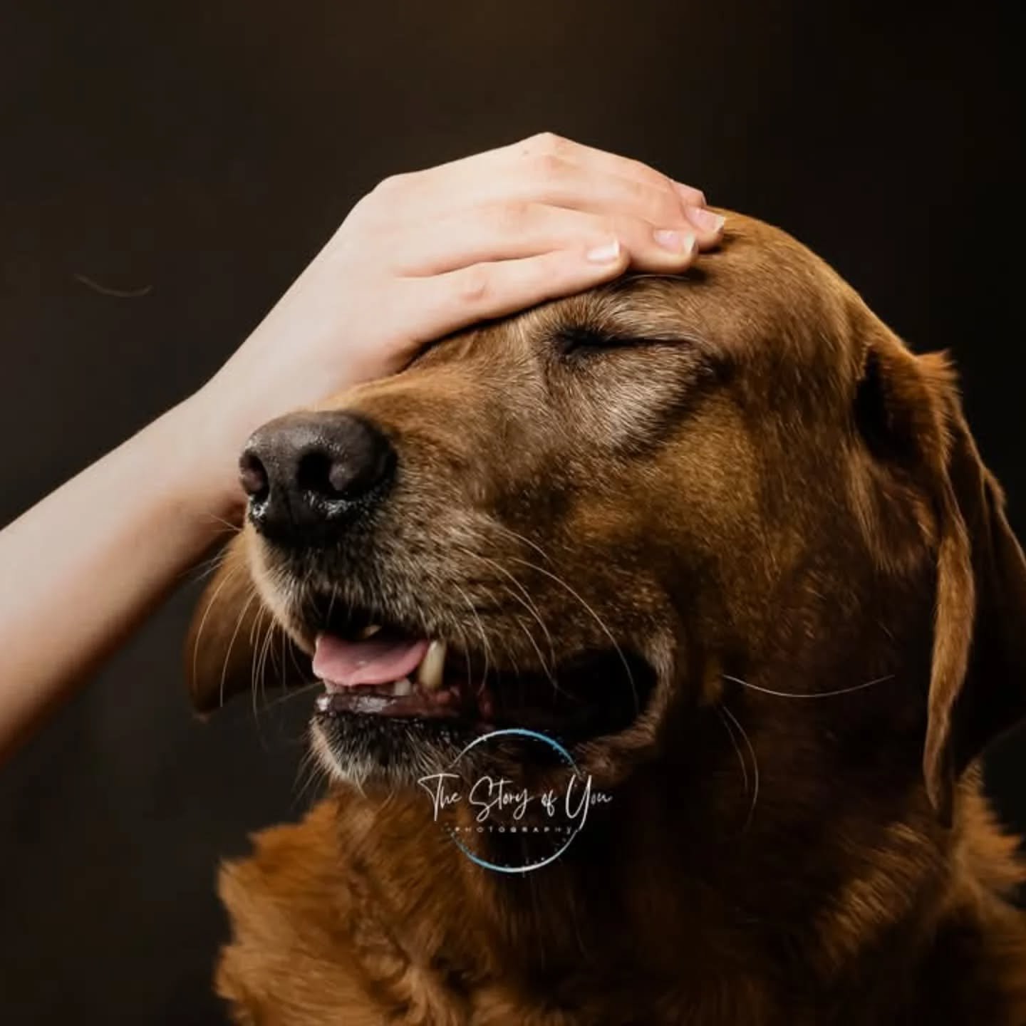 I am utterly heartbroken 

The bestest boy crossed the rainbow bridge in the early hours of this morning. It's been a horrendous week and we are devastated.

Sleep tight Archie 💔