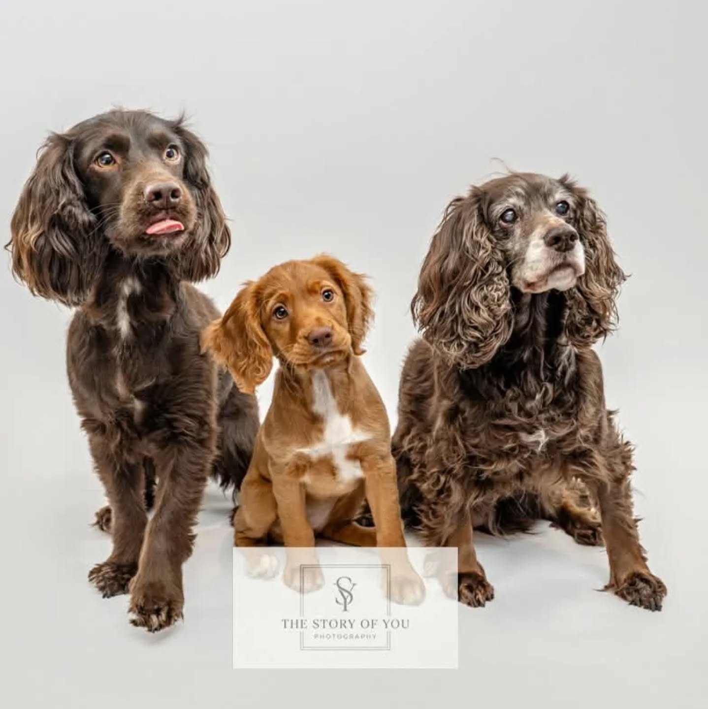 Absolutely love these three gorgeous girls. 

#petlovers 
#dogphotography 
#dogportraits 
#dogphotographers