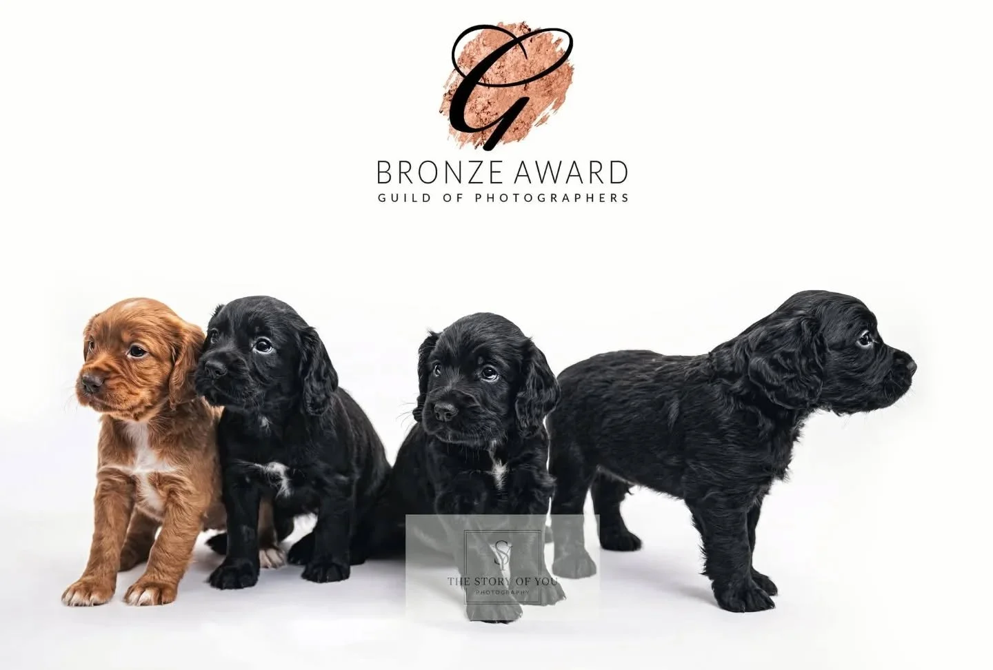 It's been a very busy few weeks here and I'd not yet got round to sharing the image that claimed a bronze award from the guild of photographers last month 

Super pleased with this one