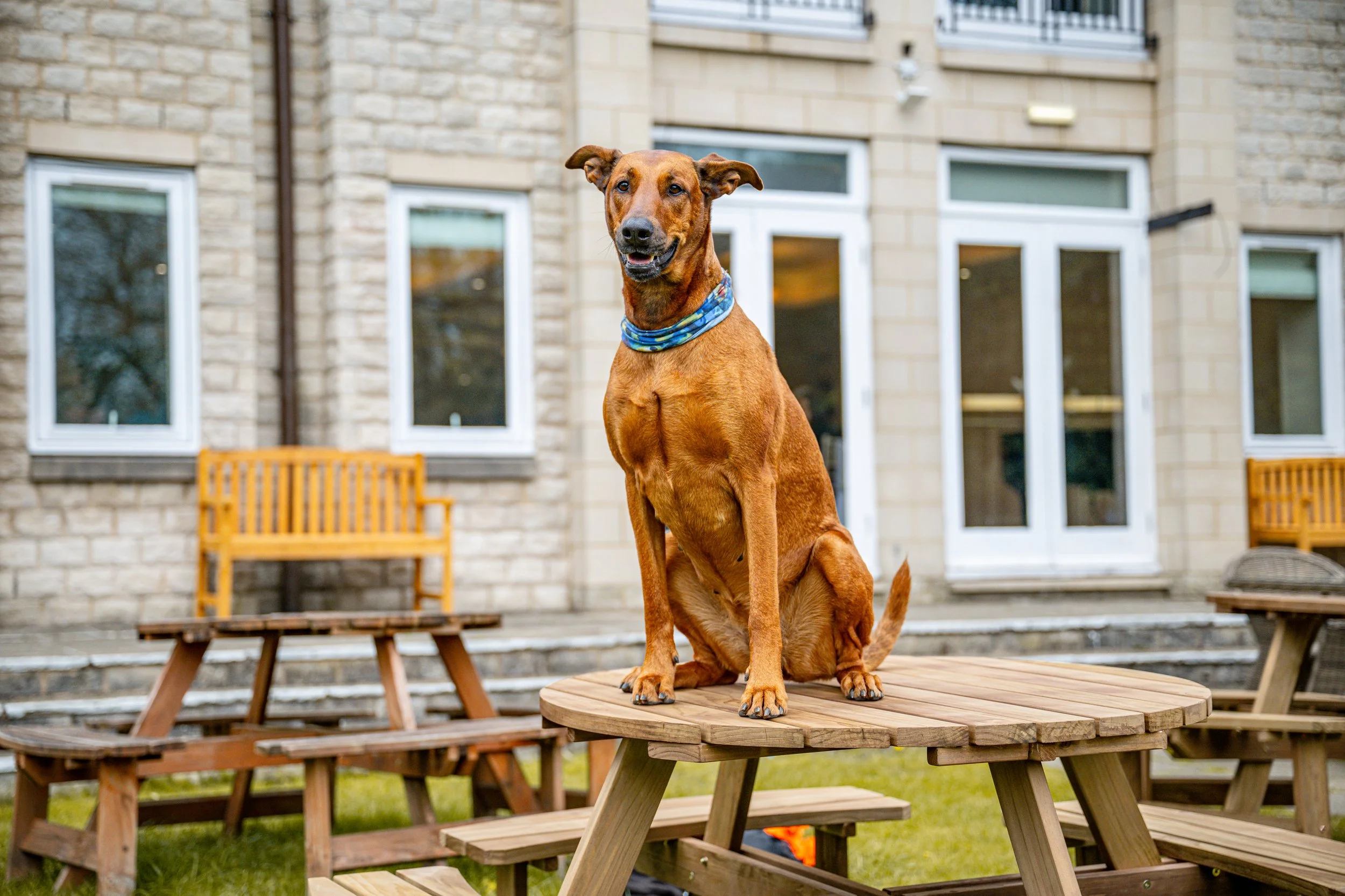 Dog Photography in Barnsley: Capturing Your Best Friend with Story of You Photography