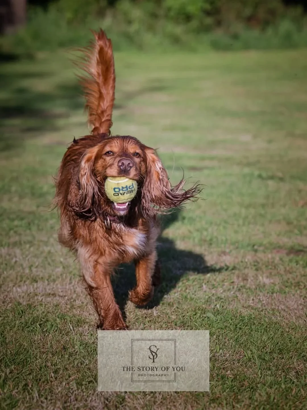 Beautiful doggo from last nights cricket