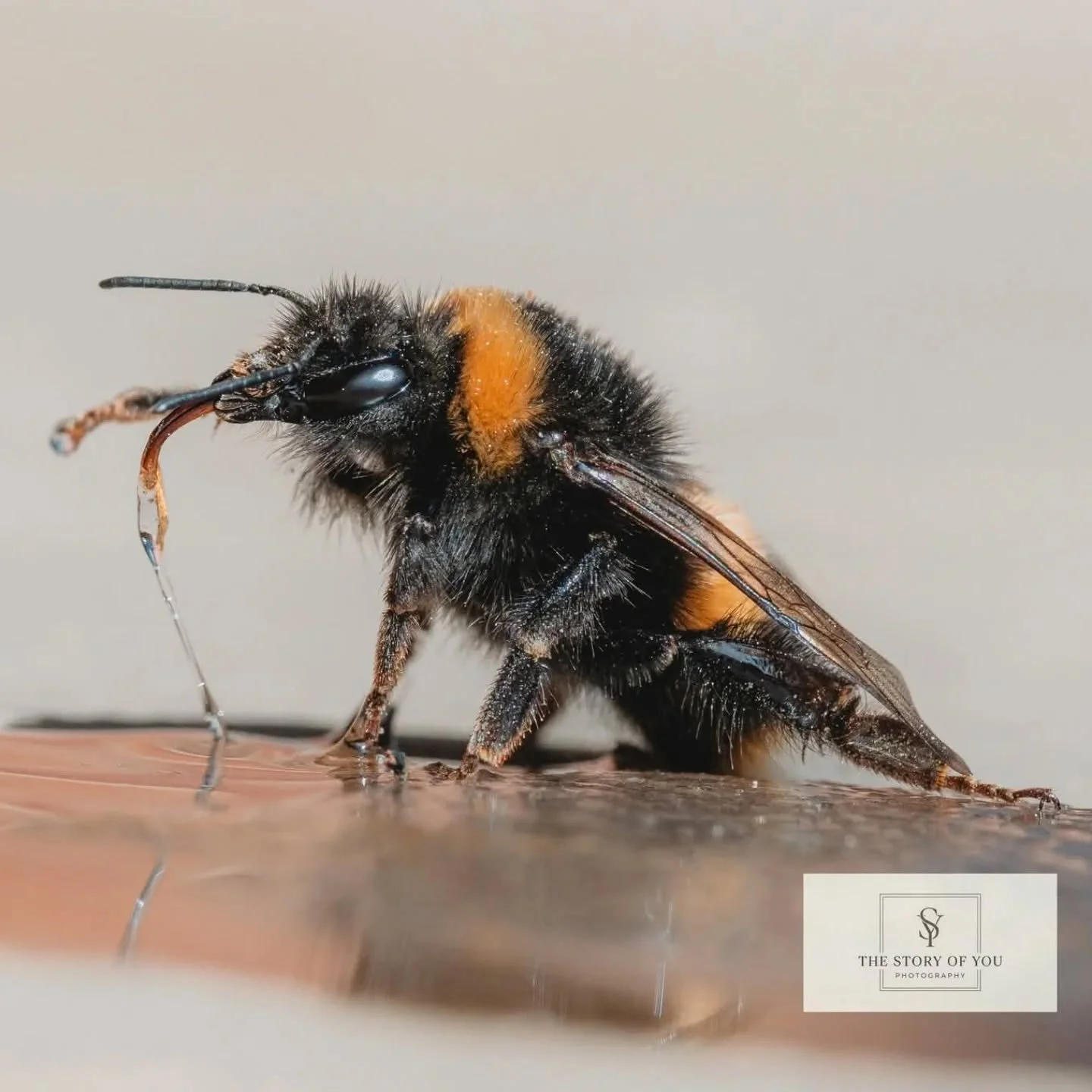 I am so incredibly lucky that my hobby is also my job. I have had a very busy week this week but have made an effort to just head out with the camera and take random photos. Macro work has always been a favourite of mine and I think I needed this lit