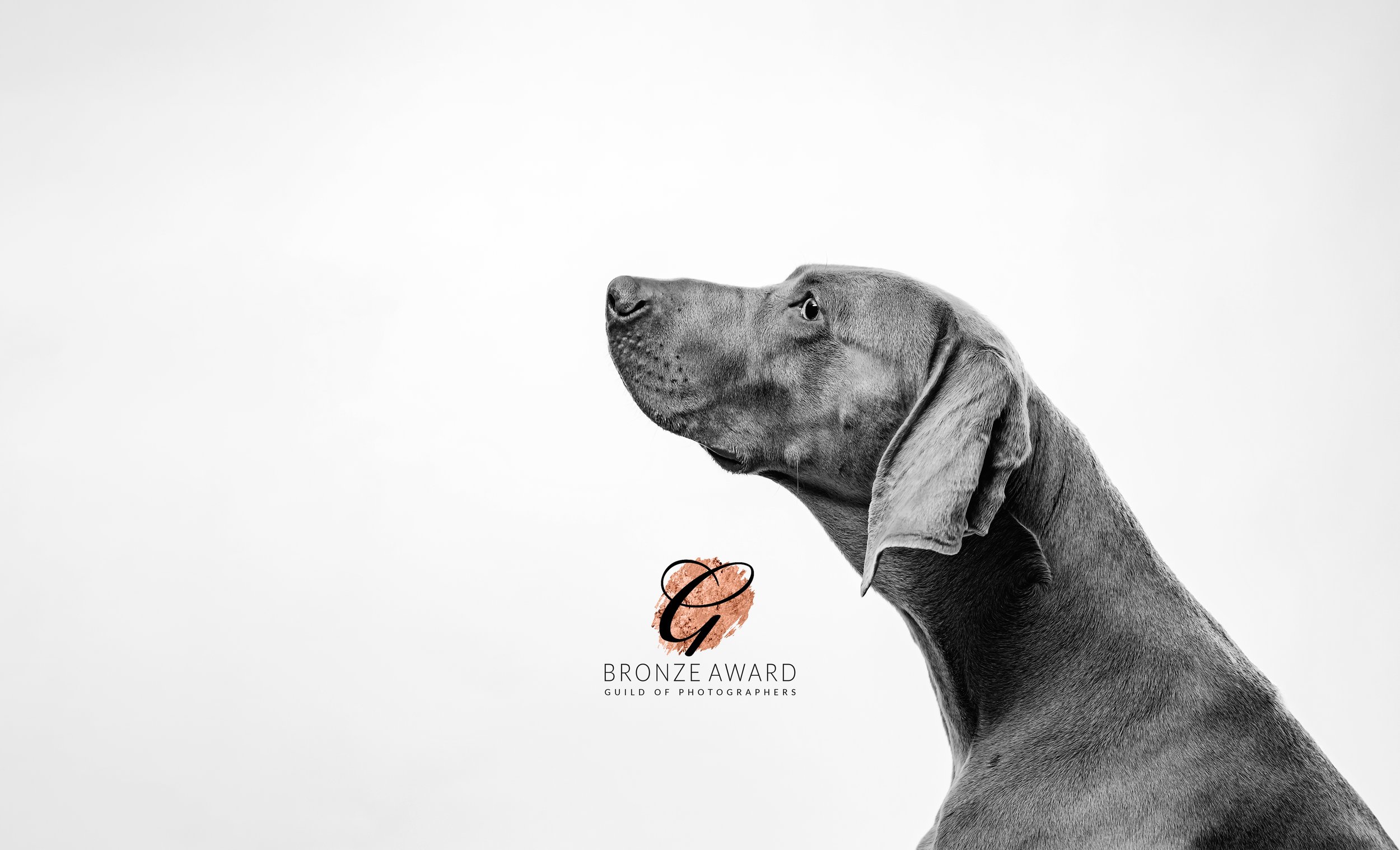 Why Barnsley Dog Owners Choose Story of You Photography for Dog Photography