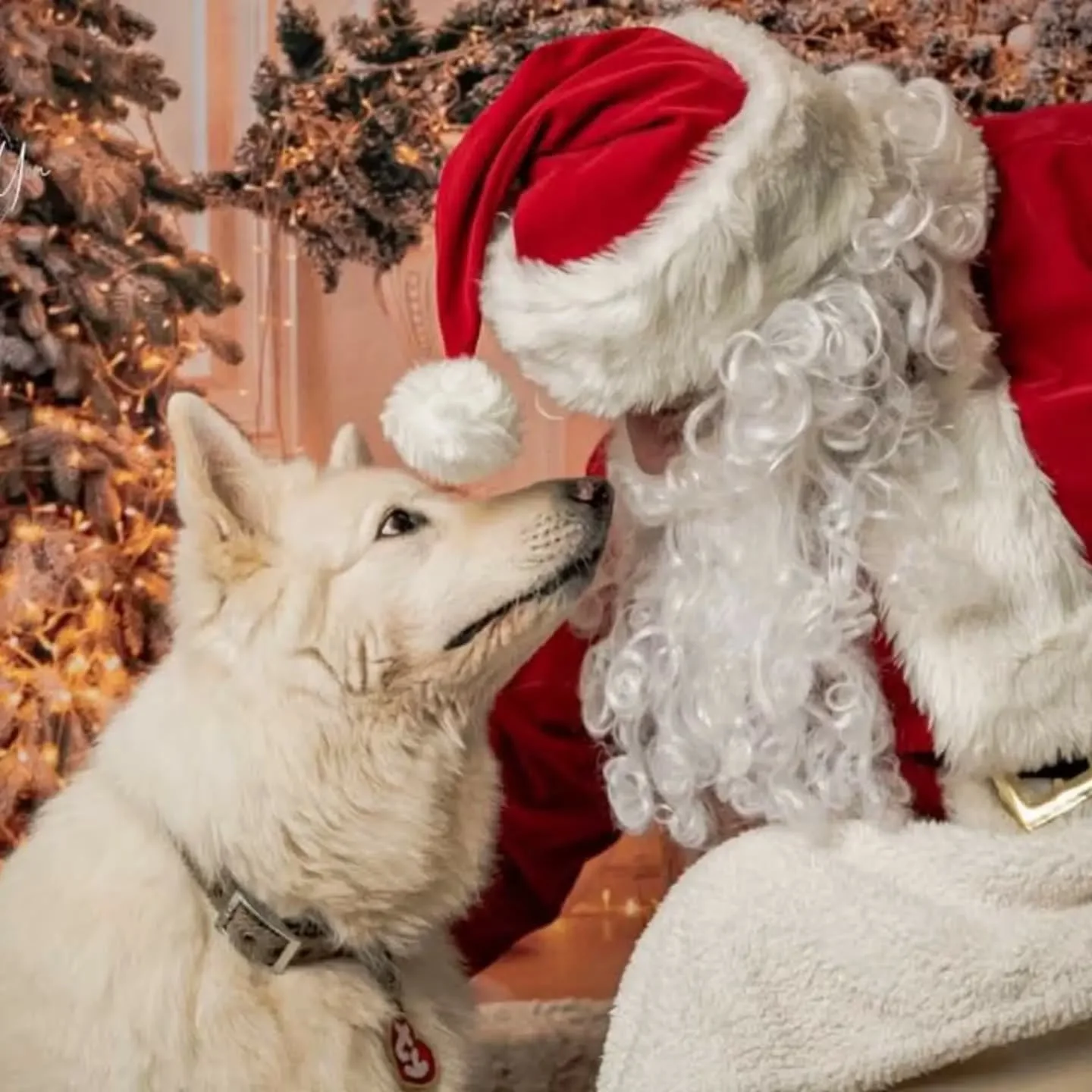 I often get asked if you can just bring your dog to visit Santa or if you have to have a child too. 

Santa is known as Santa Paws to our Fur babies and so no small humans are required. Dogs are very much welcome to visit Santa on their own. They sti