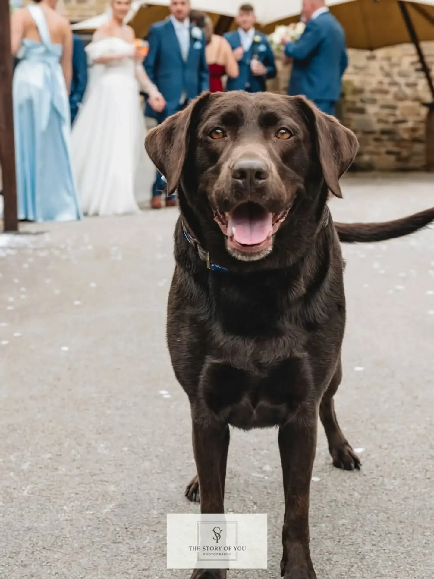 Gallery delivered this evening to this beautiful girls Pawrents! Up next on the editing screen is TnT! It's been a very busy week in the studio and I can't wait to edit all the babies I've got to meet this week