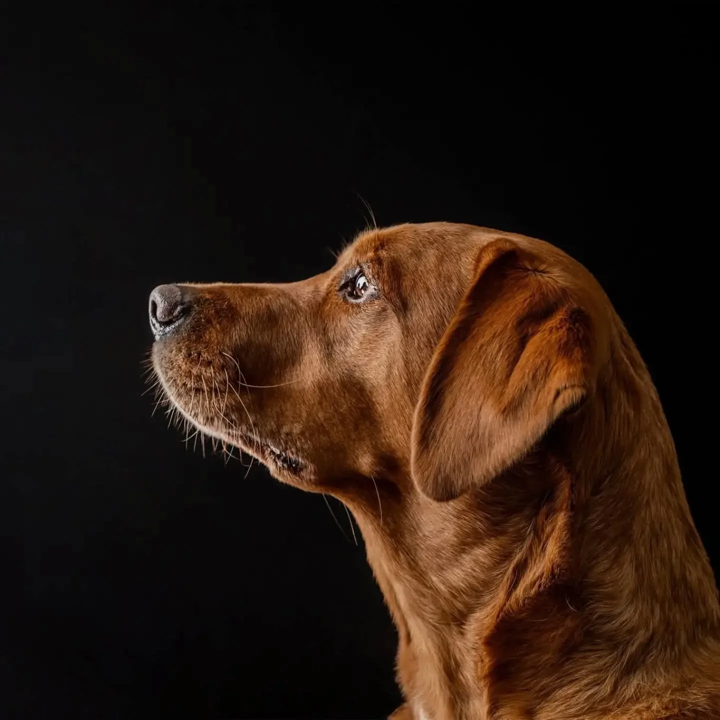 Really pleased to announce this morning that I have won Pet Photographer of the Year with Global business awards. 

I think as a little celebration all pet portrait bookings made before the 11th October 2026 will receive a free gift after their sessi