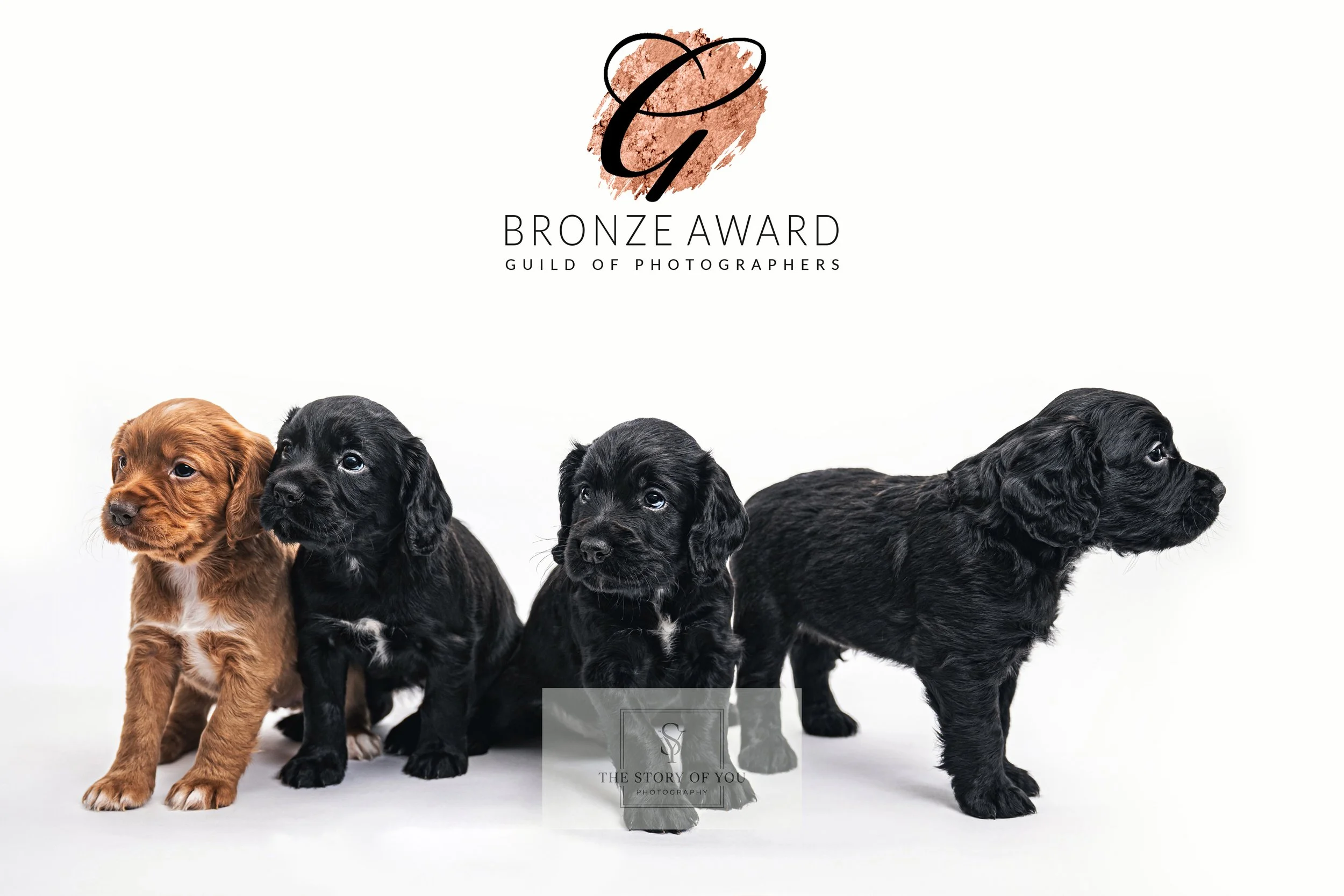 Professional portrait of puppies