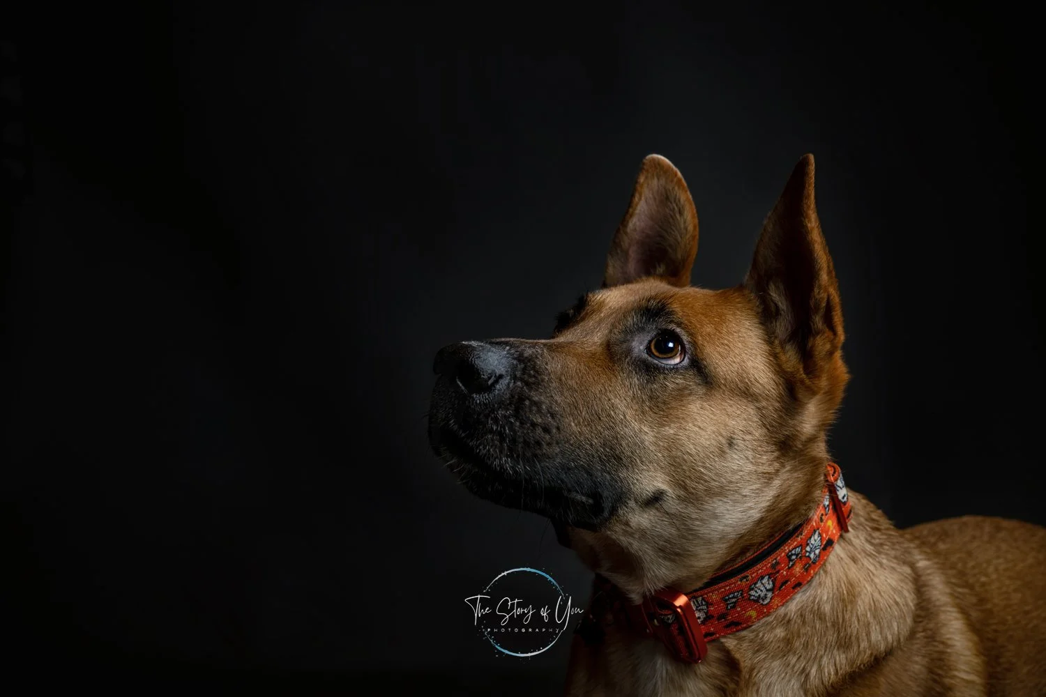Dog portrait in Barnsley on dark barckground