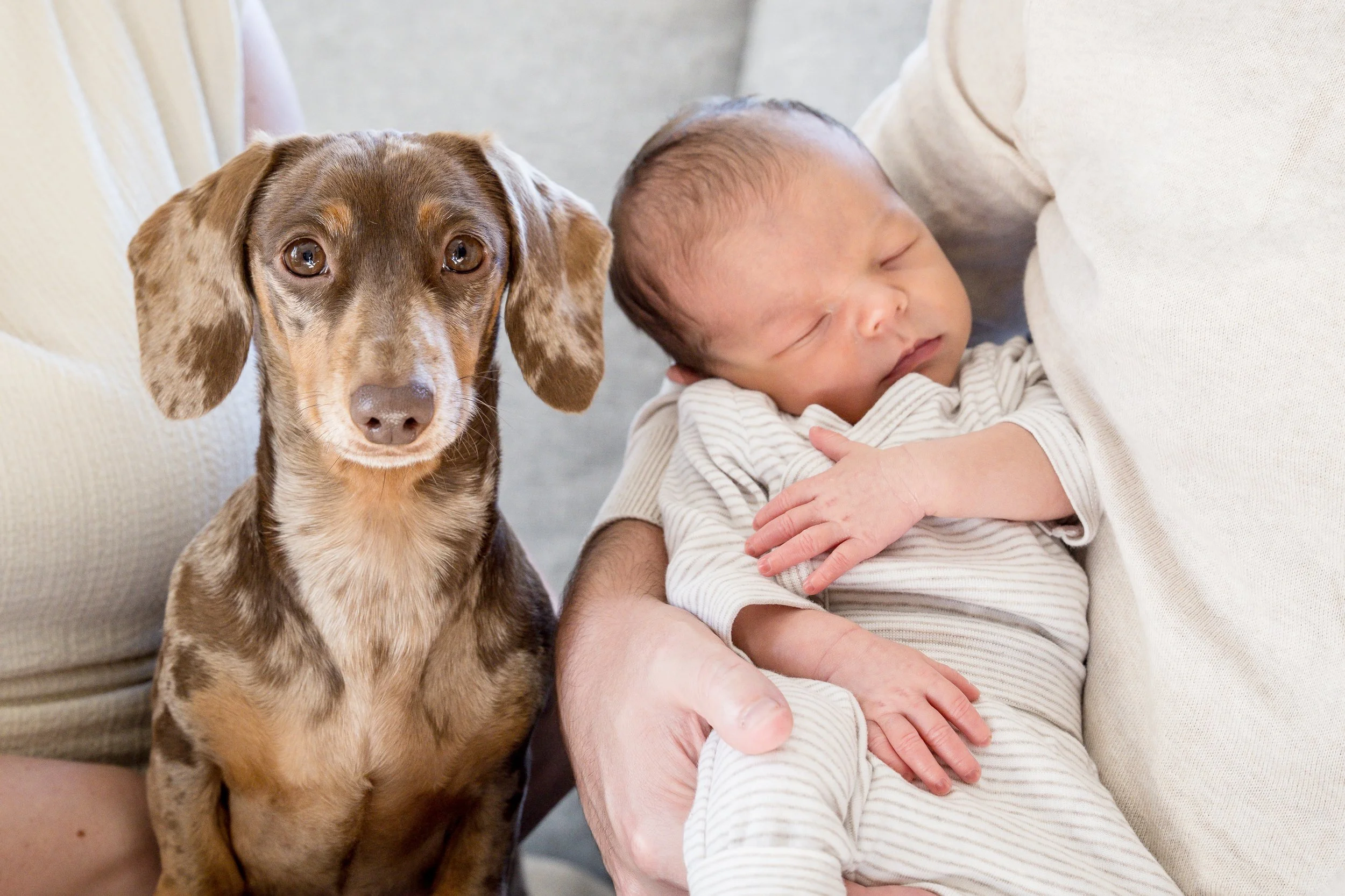 Newborn lifestyle session of baby and family dog together