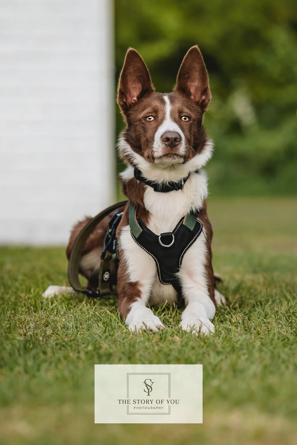 Dog outdoor photo