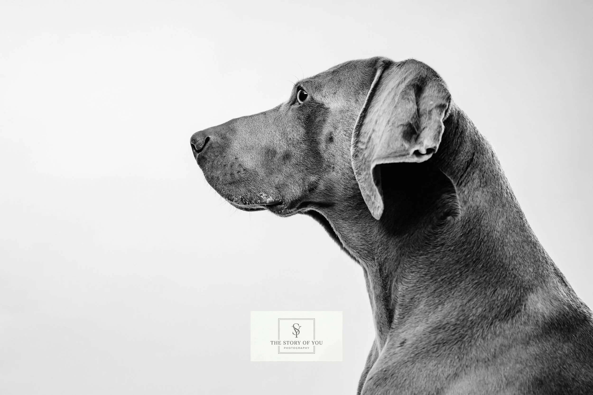 Black and white dog side profile photo