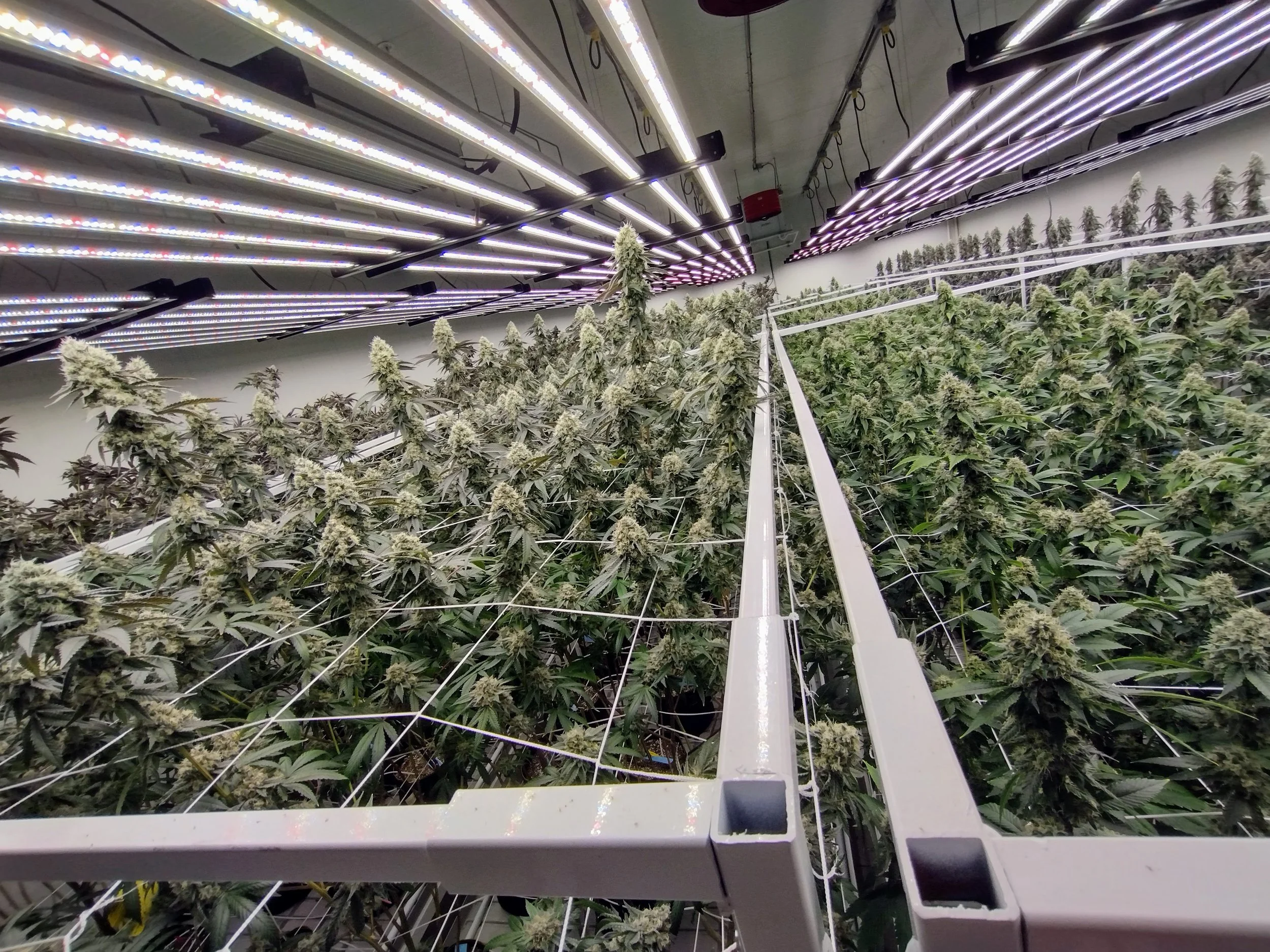 Indoor cannabis cultivation with flowering plants under artificial grow lights.