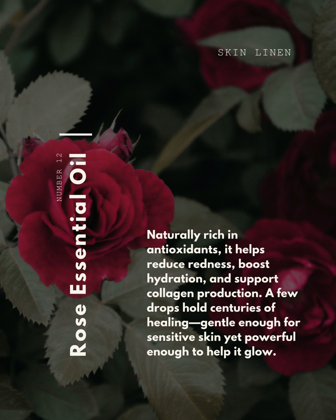 Rose essential oil is a beautiful scent and a skin-soothing powerhouse. 🌹

Rose oil was once considered more precious than gold in ancient Persia, Egypt, and India. Cleopatra was said to scent her sails with rose before meeting Caesar&mdash;because 