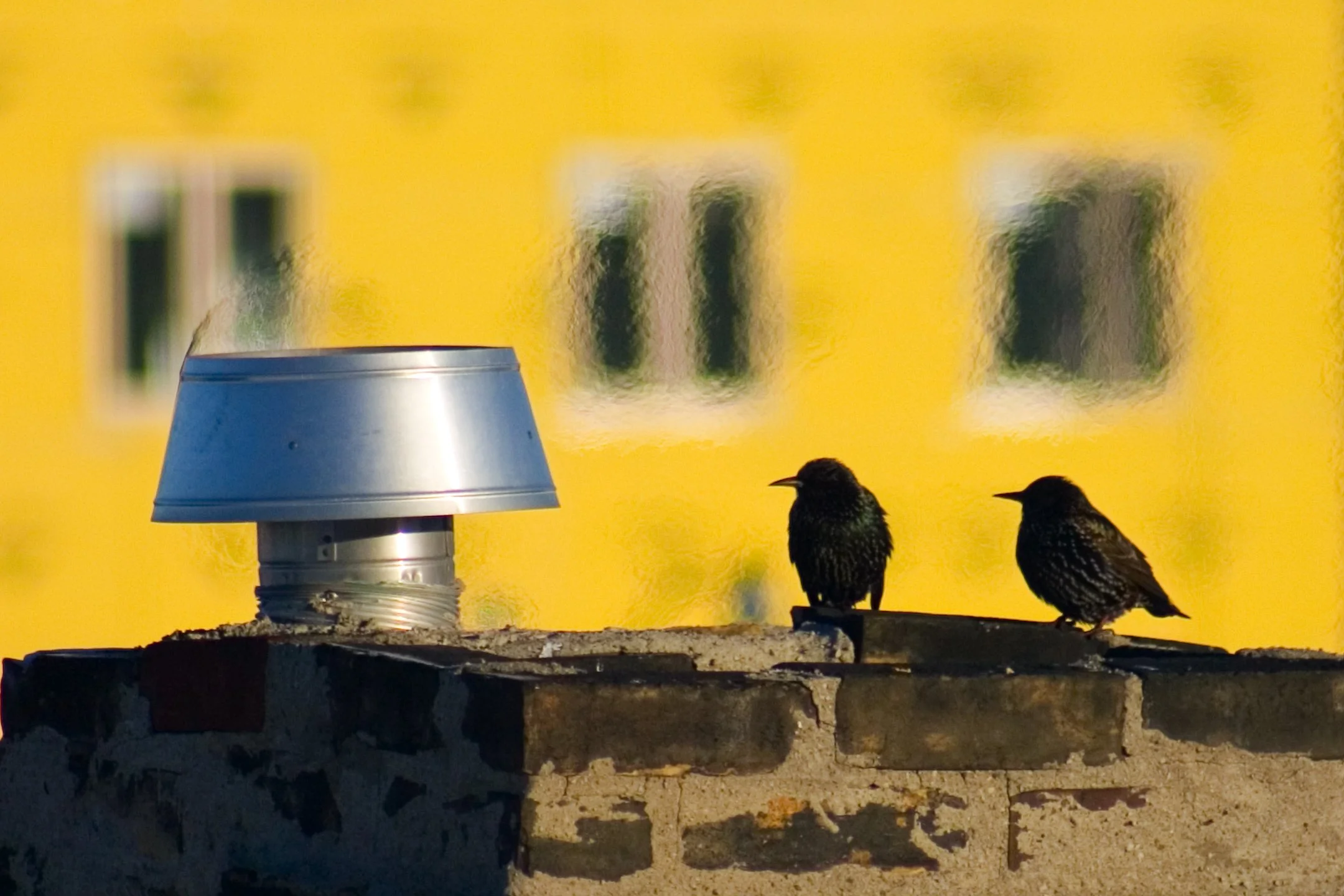For the Birds.jpg