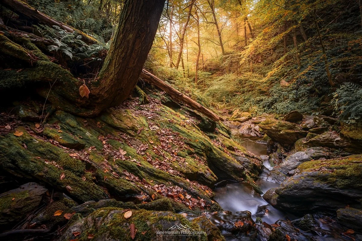 Capturing light on the trail is becoming my new favorite thing this Autumn
.
.
If you like my work Prints and metals are available please message me or better still visit my Gallery in Pawling, ny in person @land_gallery_pawling_ny
.
If you like my w