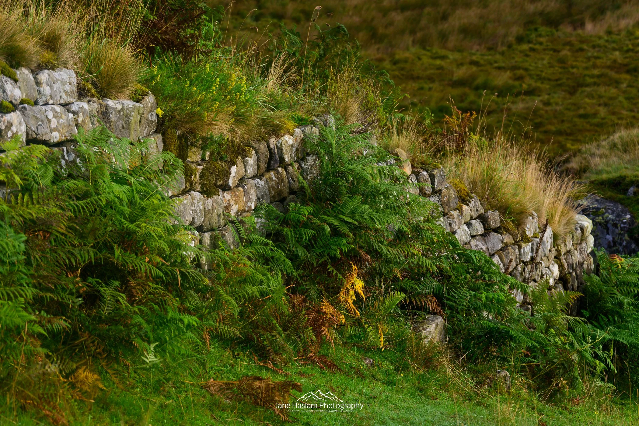 JaneHaslamPhotography-HadriansWall.jpg