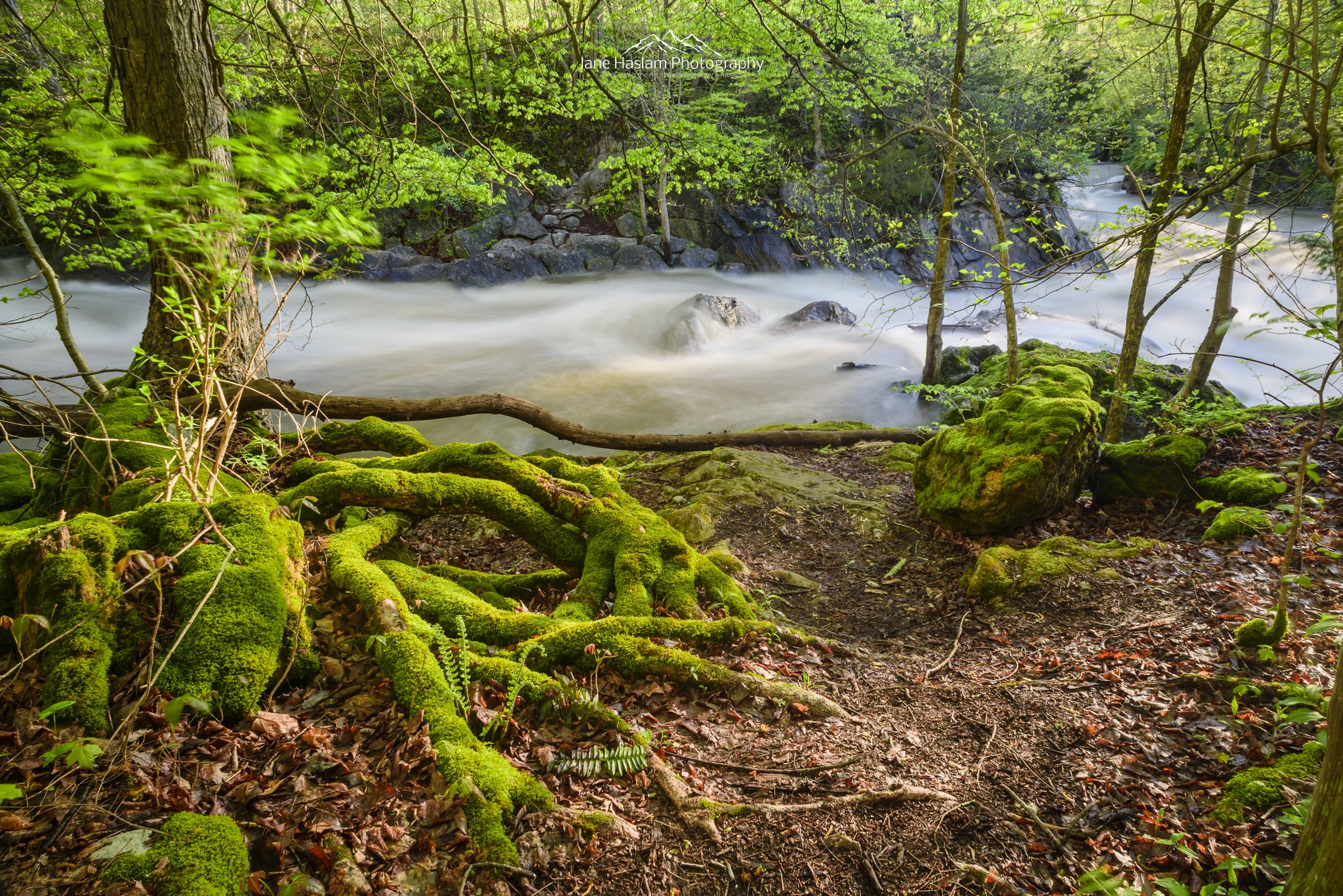 Spring color returning to the banks of the Housatonic River at Bulls Bridge, Kent, Connecticut