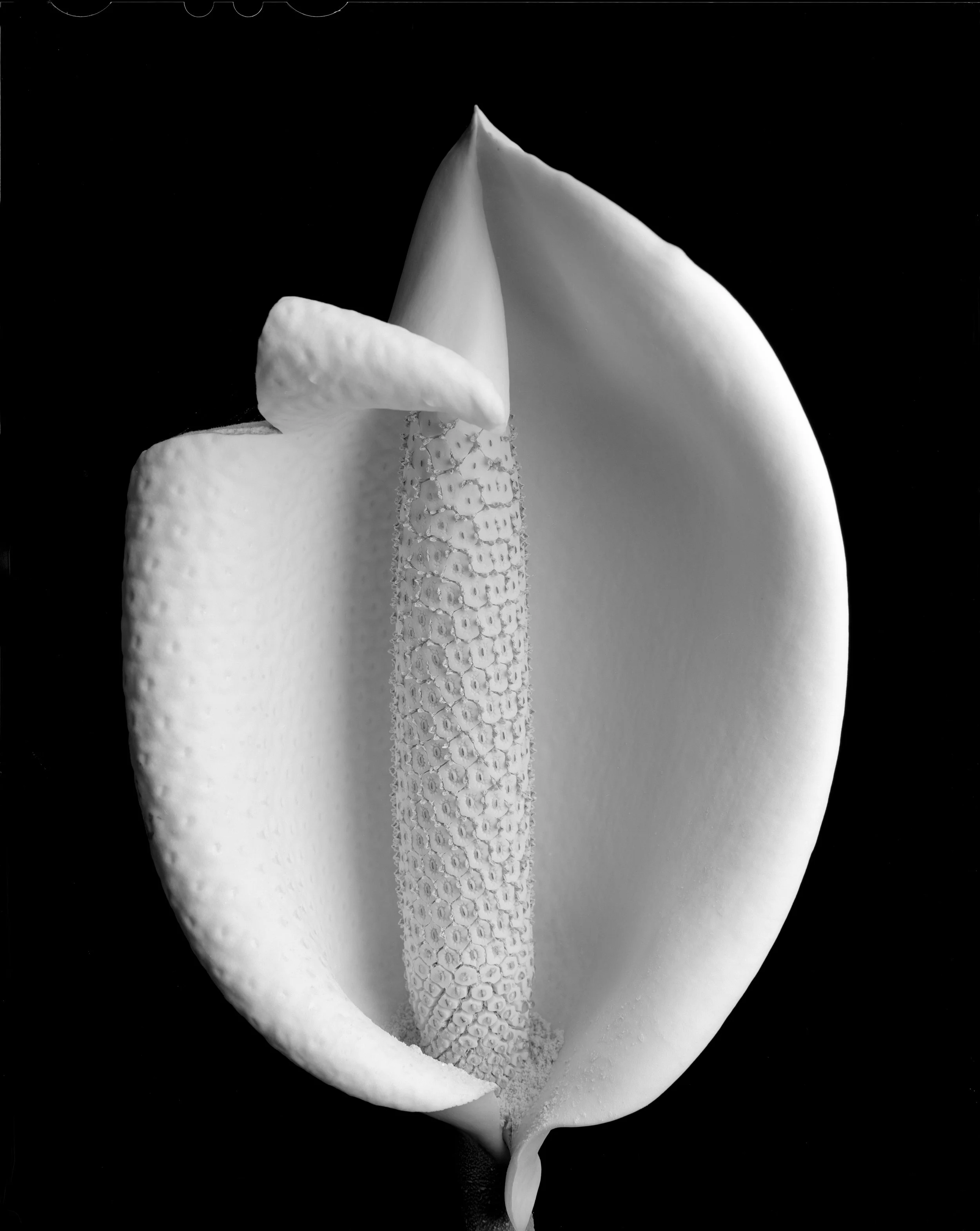 Monstira  (4).jpg