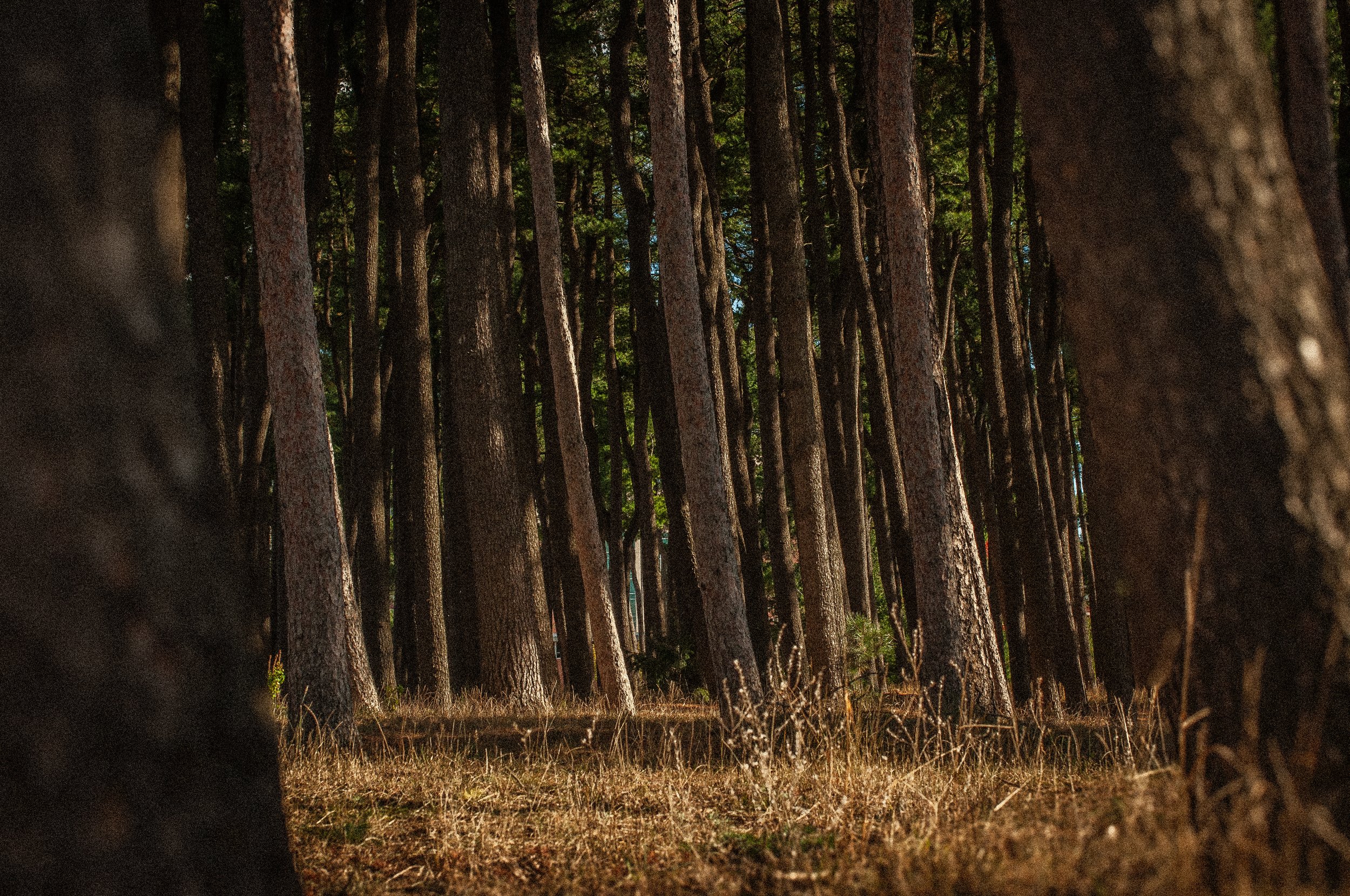 DSC_0426-2.jpg