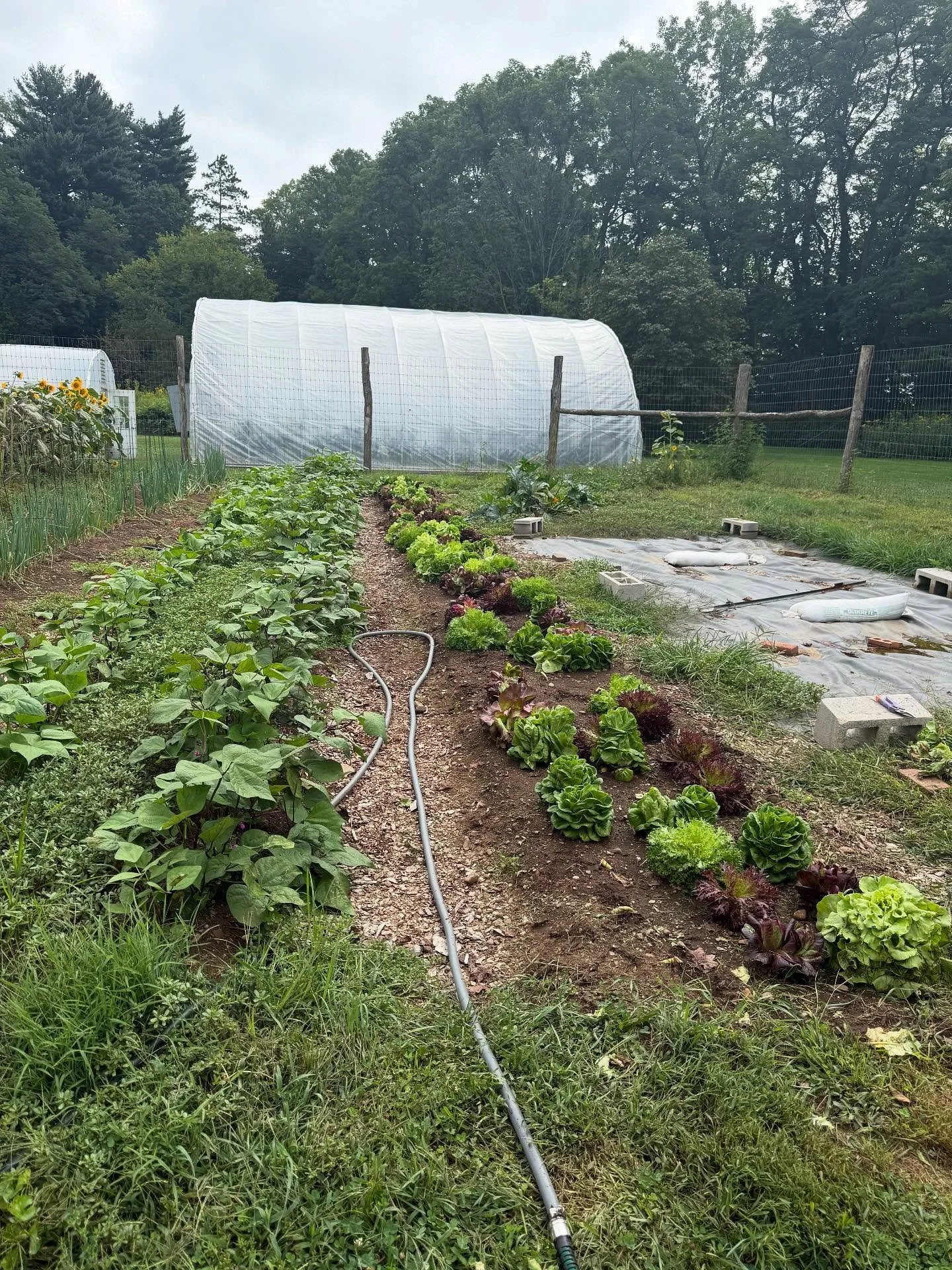Getting started with Farming with Friends this week! We had a wonderful picnic lunch as well as a tour of the space! We can’t wait to get started on the farm 🌱🪴🪻🫛 we also made a pitstop at Royalton Nutrition for a healthy drink/snack!