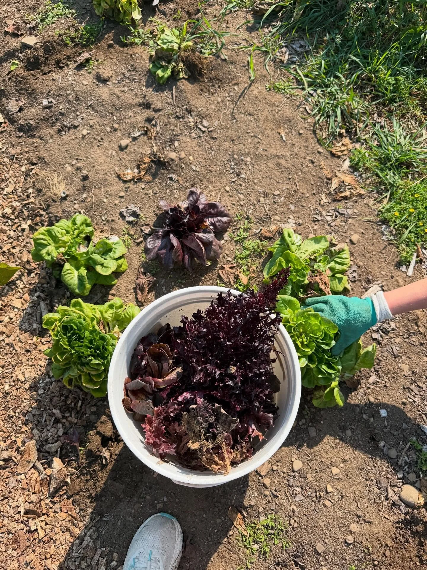 Friday fun on the farm!! We were able to enjoy the sun and get a workout in pulling some vegetable plants ready for compost and clean out planters for next season! Then a lunch picnic together 🌽💗🧺🫛🪻