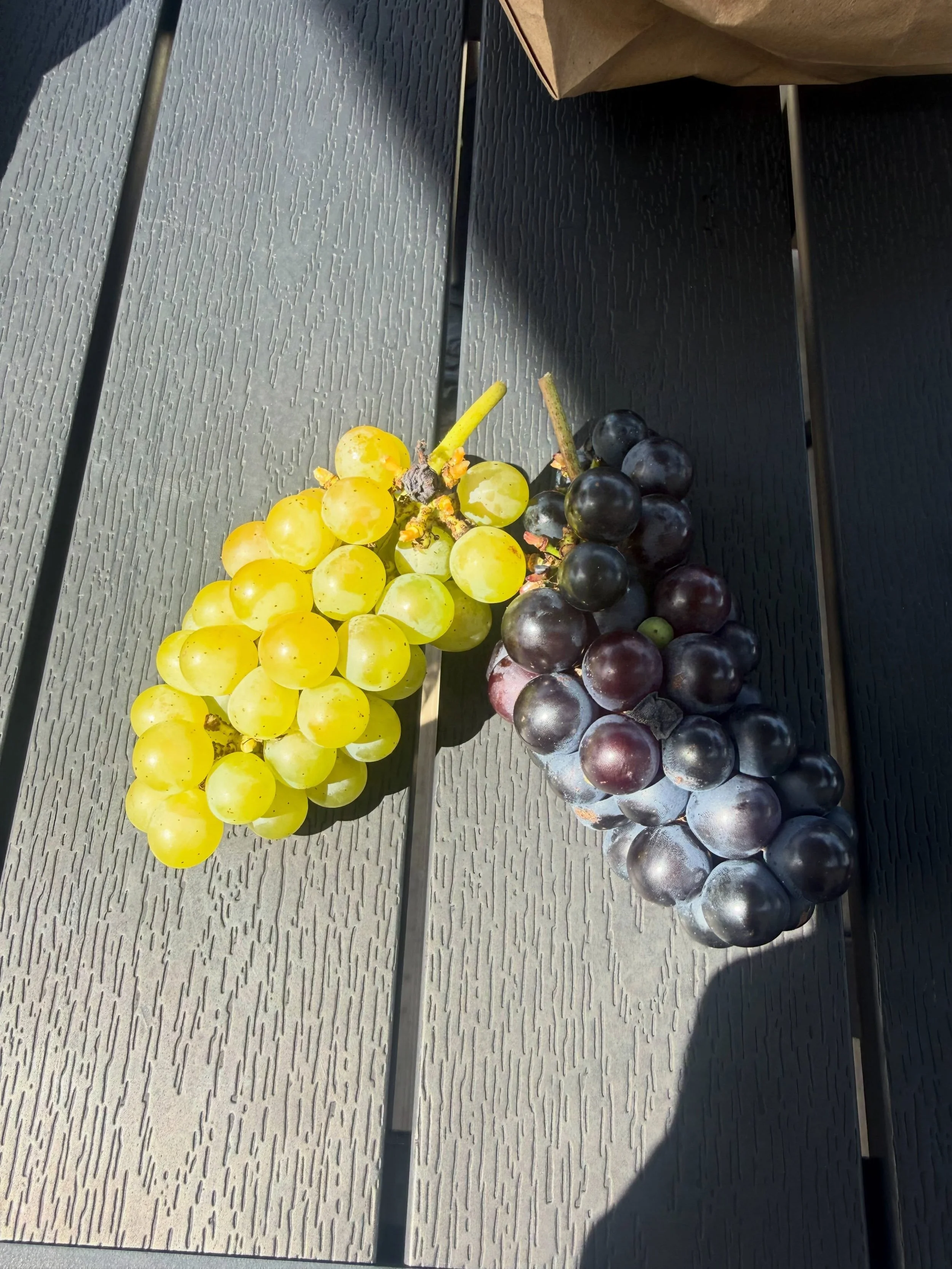 A magical day at Weymouth Winery! Thank you to our wonderful hosts Paula, Brenda and Brigette for showing us around the fruit farm, learning, tasting grapes and exploring! It was a beautiful day and we are so grateful for our community members reachi