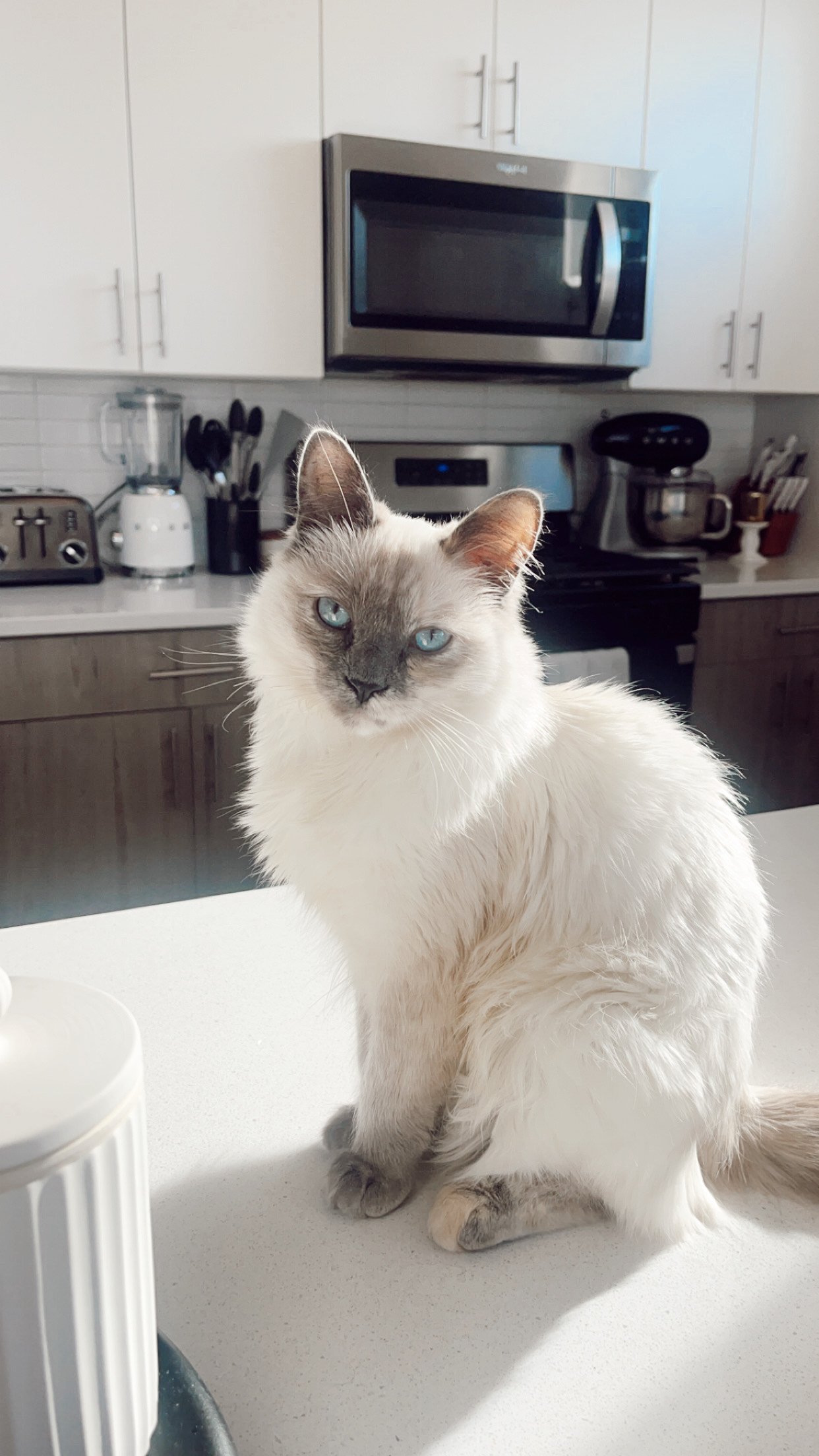 The Purrfect Bubbles: What Cat Food Keeps My Bubbles Happy and Healthy