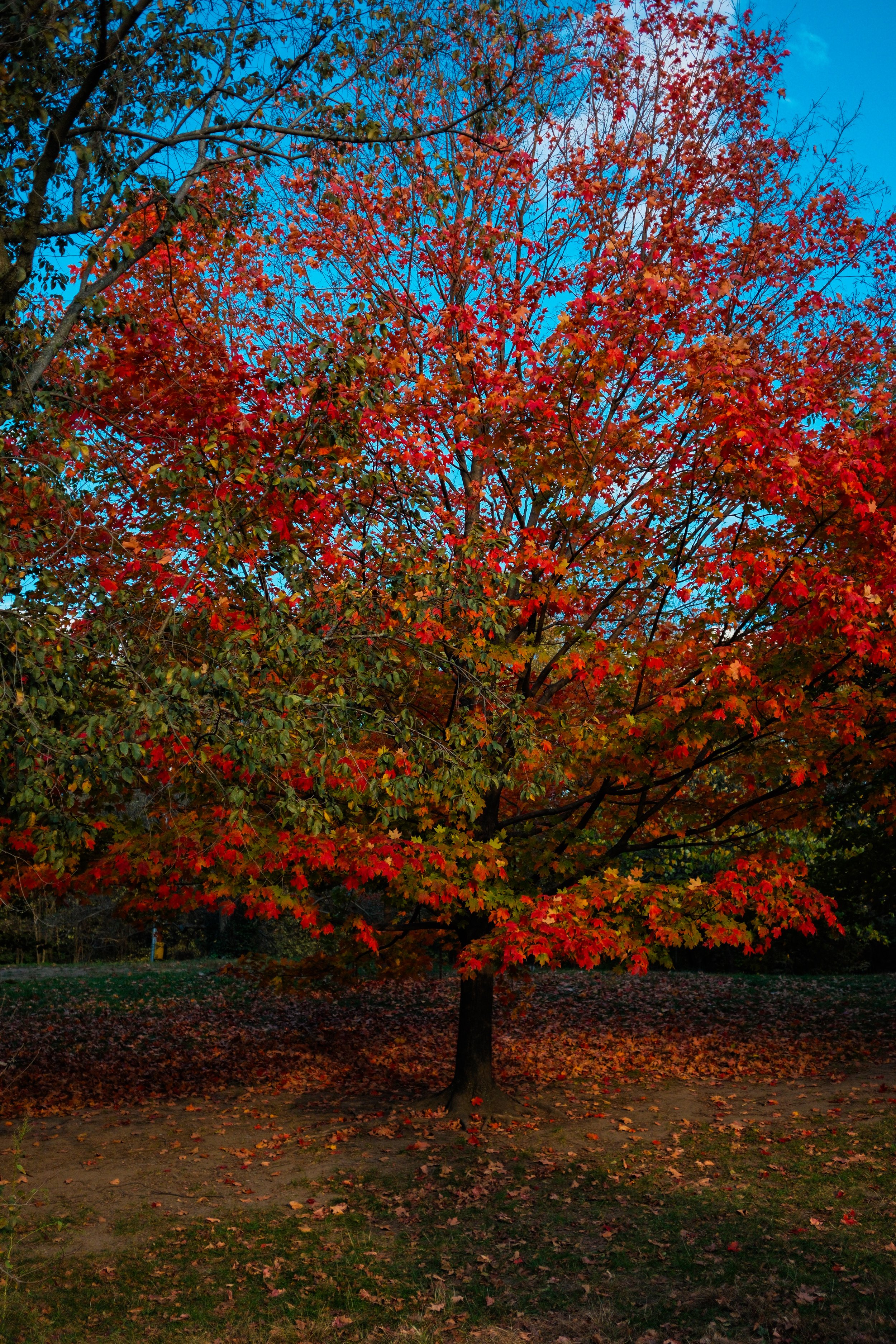 DSCF4261.JPG