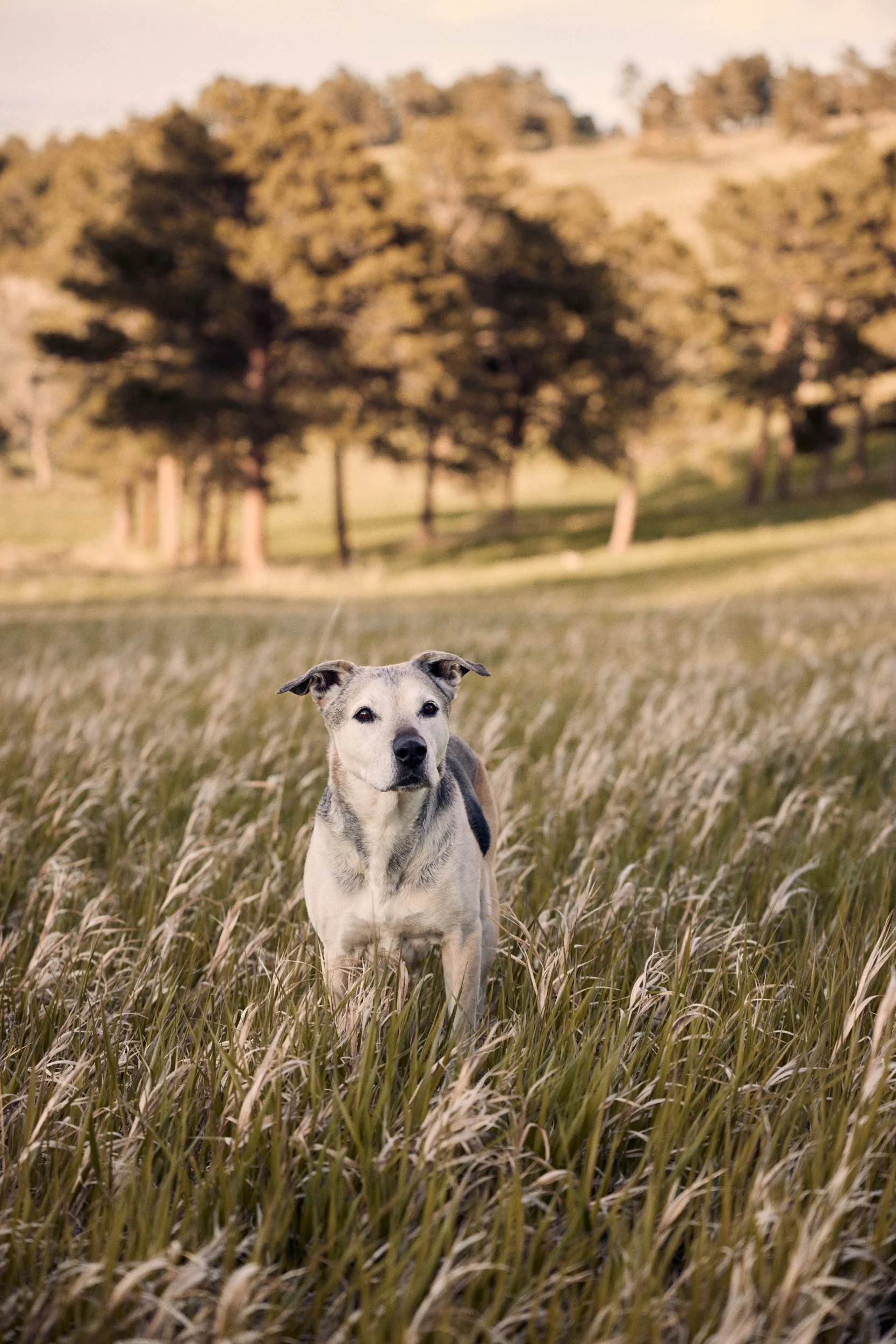 dog-in-field.jpg