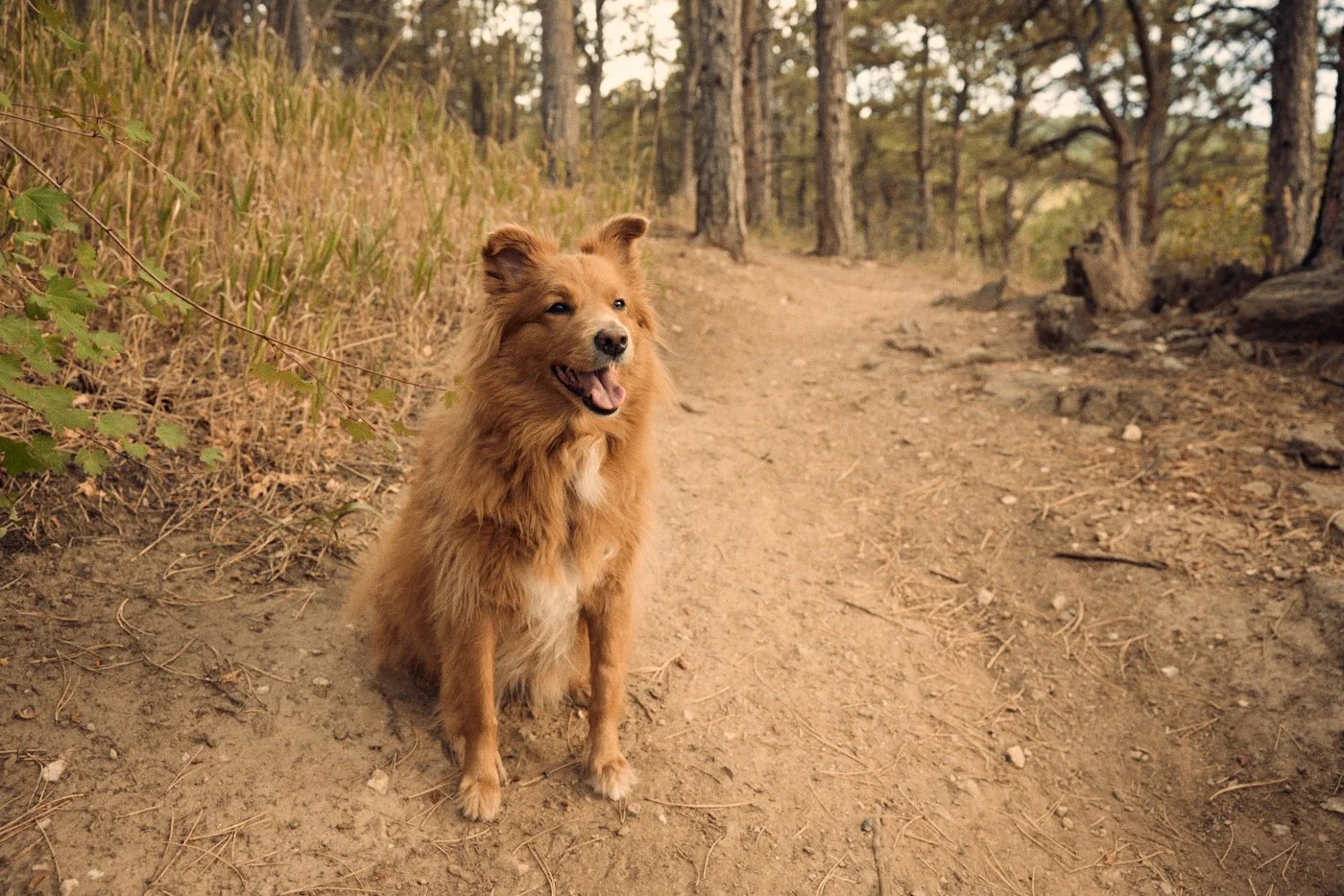 A happy, fluffy brown dog sitting on a dirt trail in a forested area during daytime.