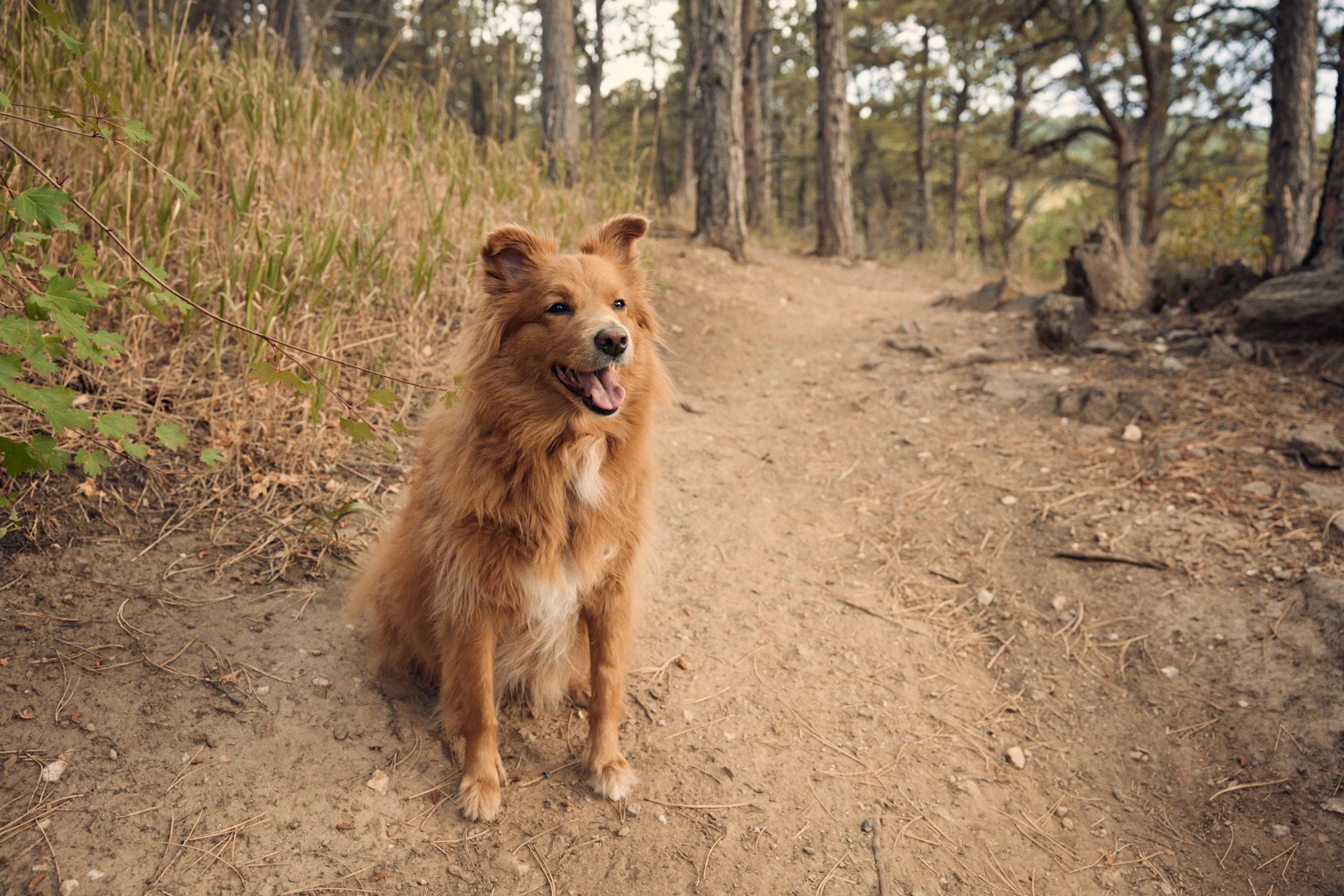 Golden dog at White Ranch Park in Colorado.