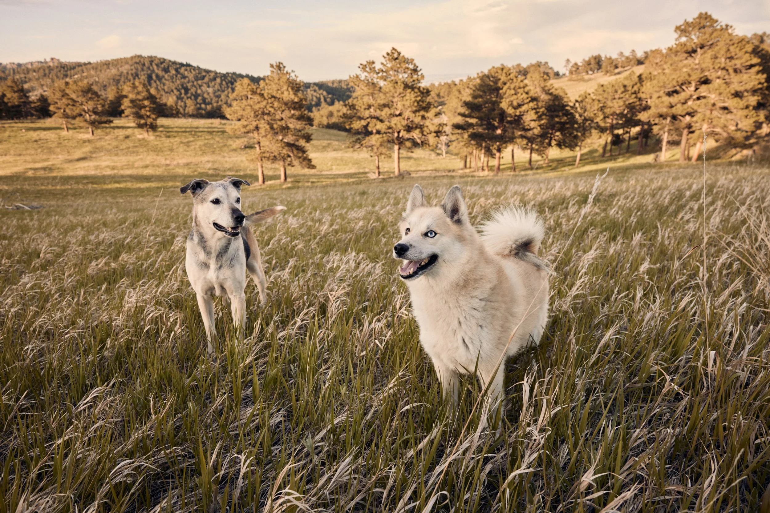 Two dogs, a husky and a Dalmatian, running through tall grass in a field with trees and hills in the background during sunset.
