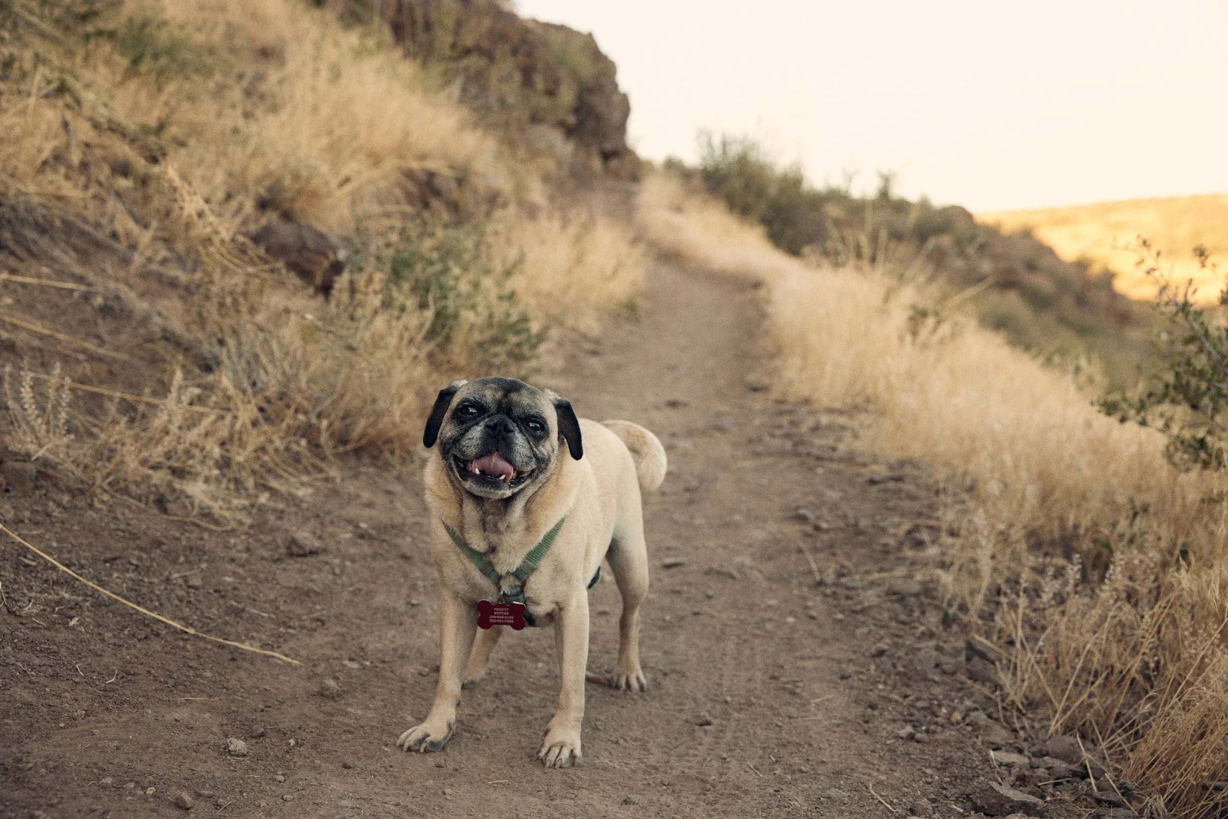 A small pug dog standing on a dirt trail in a dry, desert-like landscape with bushes and rocky hills in the background.