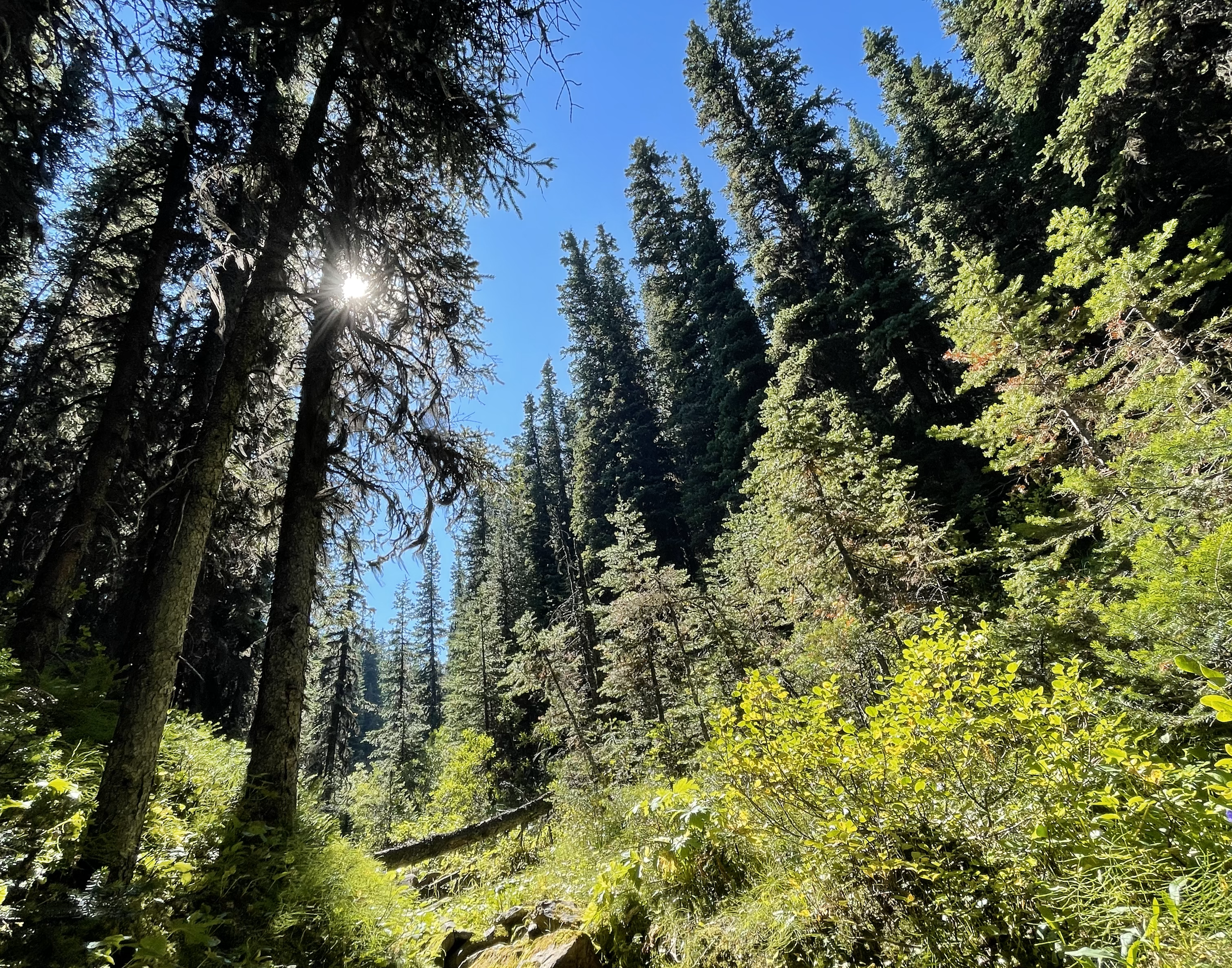 Sunlight filters through tall pine trees in a dense forest with green foliage and a clear blue sky.