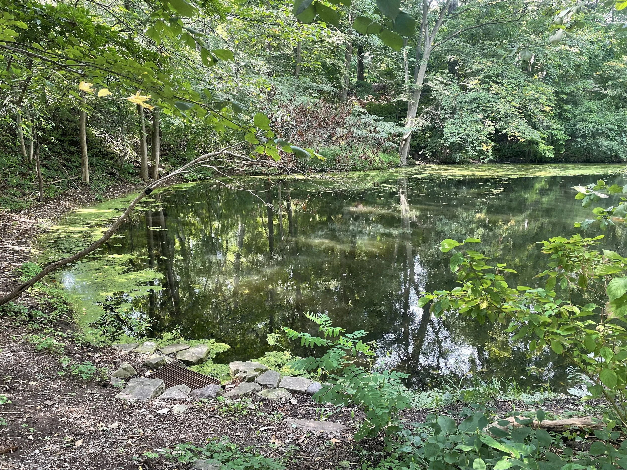 A grassy hillside with bushes and trees under a clear blue sky, showing a pipe entrance to a property, timestamped June 16, 2025, at 10:52:53.