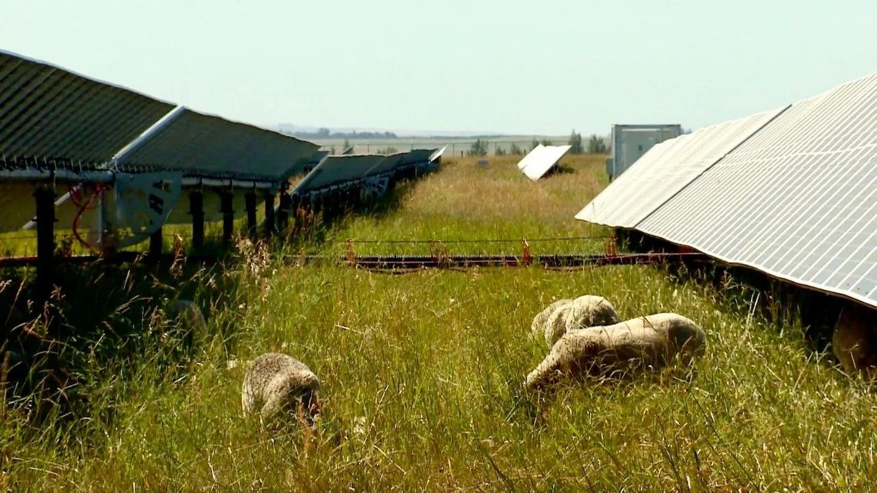 Solar panels installed on a grassy field with rocks and a clear sky.