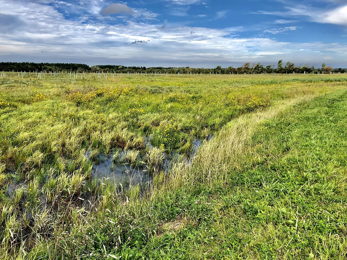 Open field with green grass, yellow wildflowers, and a narrow waterway under a partly cloudy sky.