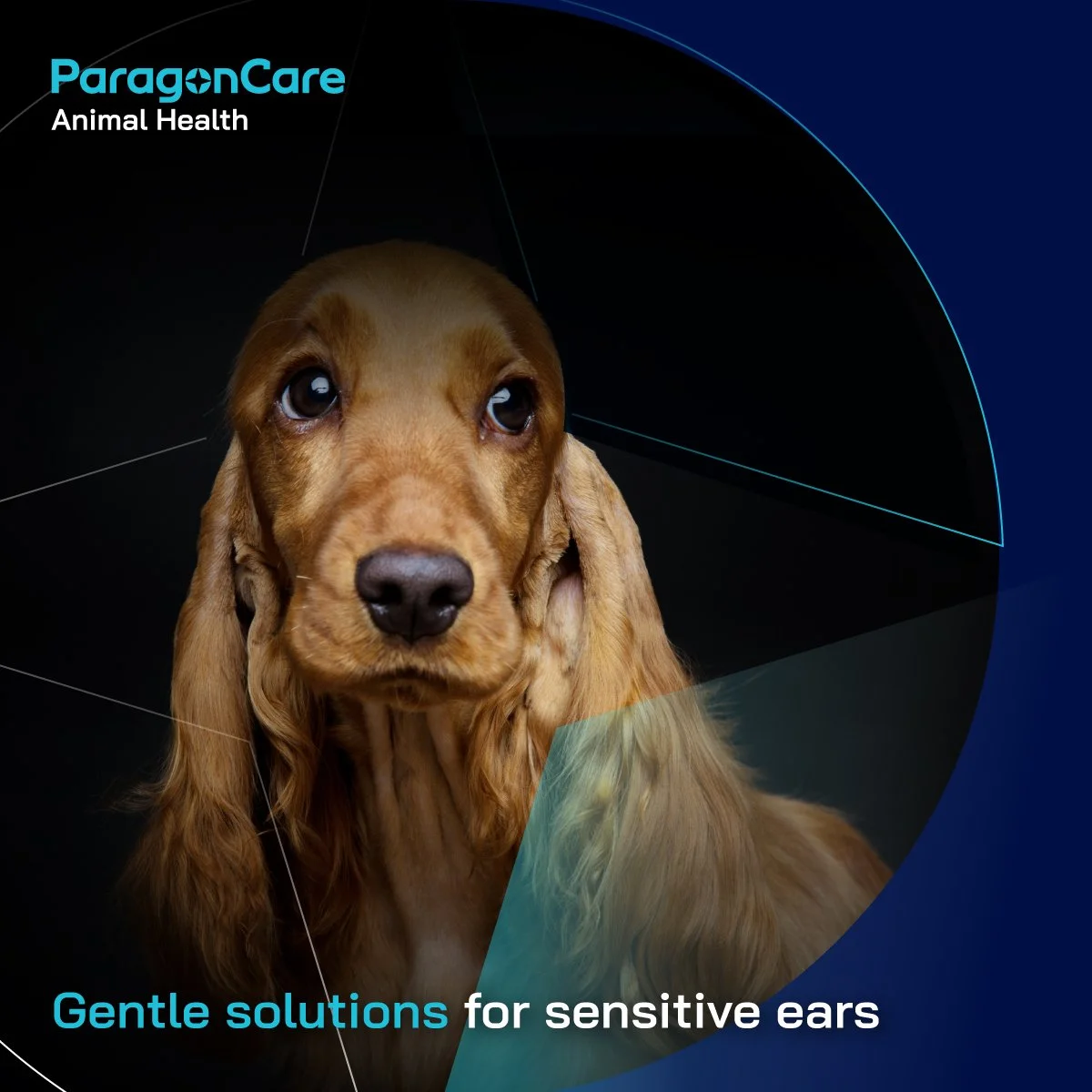 A promotional graphic for ParagonCare Animal Health showing a close-up of a brown dog with long ears and soulful eyes against a dark background, with text indicating gentle solutions for sensitive ears.