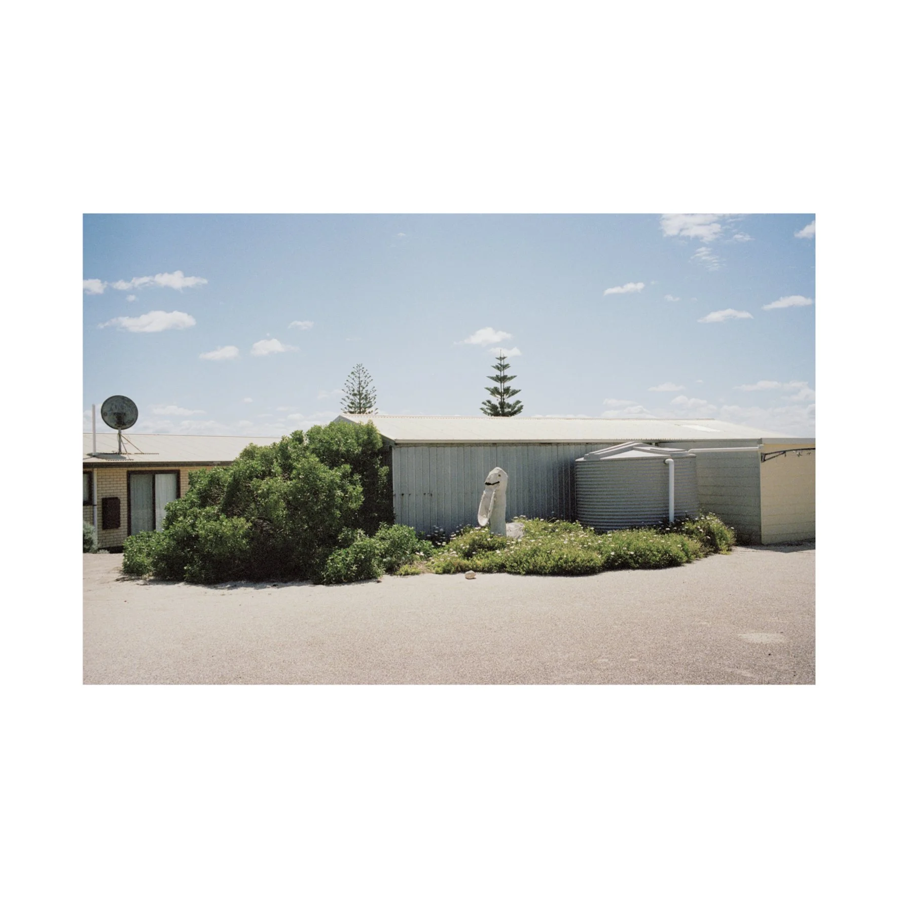 Australian Lustre 48