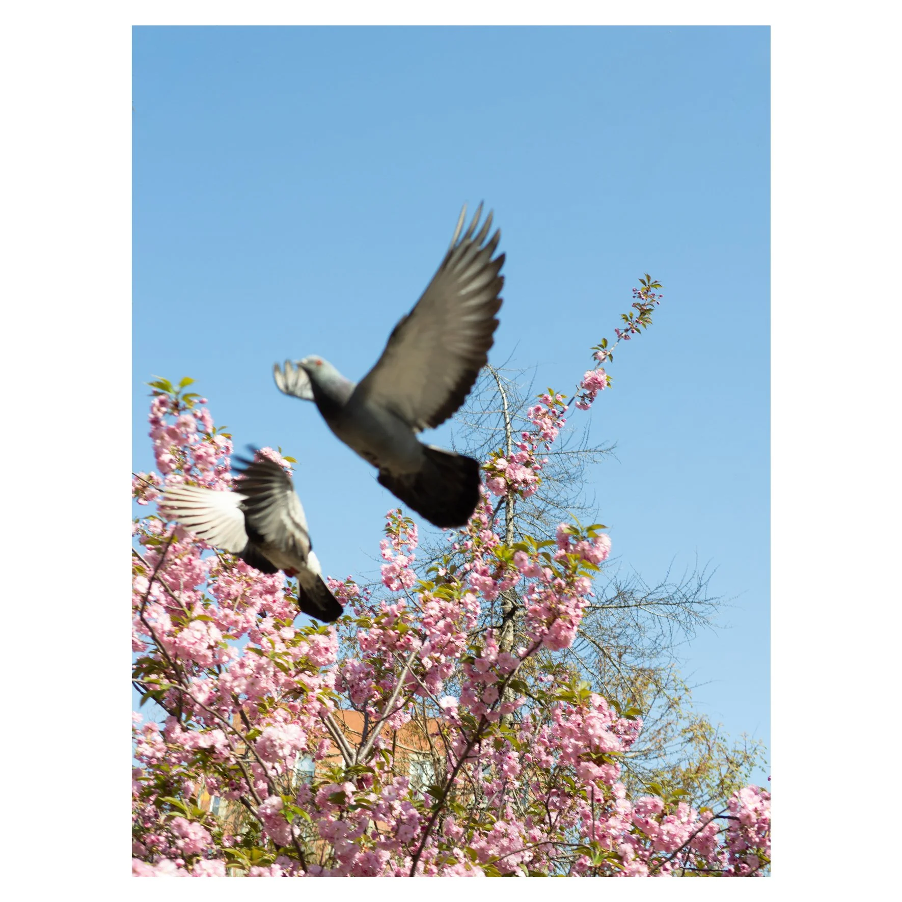 Flying rats in Spring ,2018