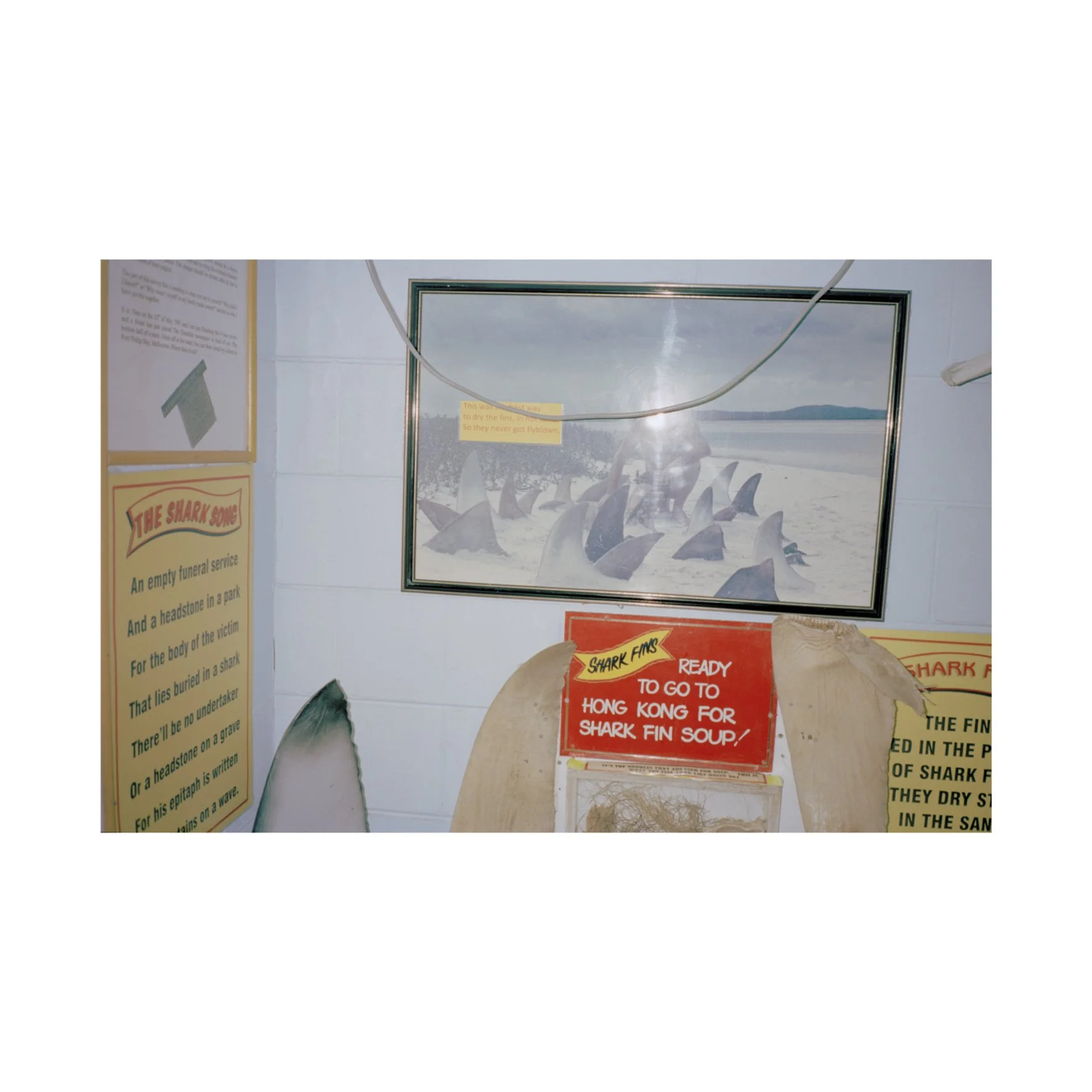 Australian Lustre 55