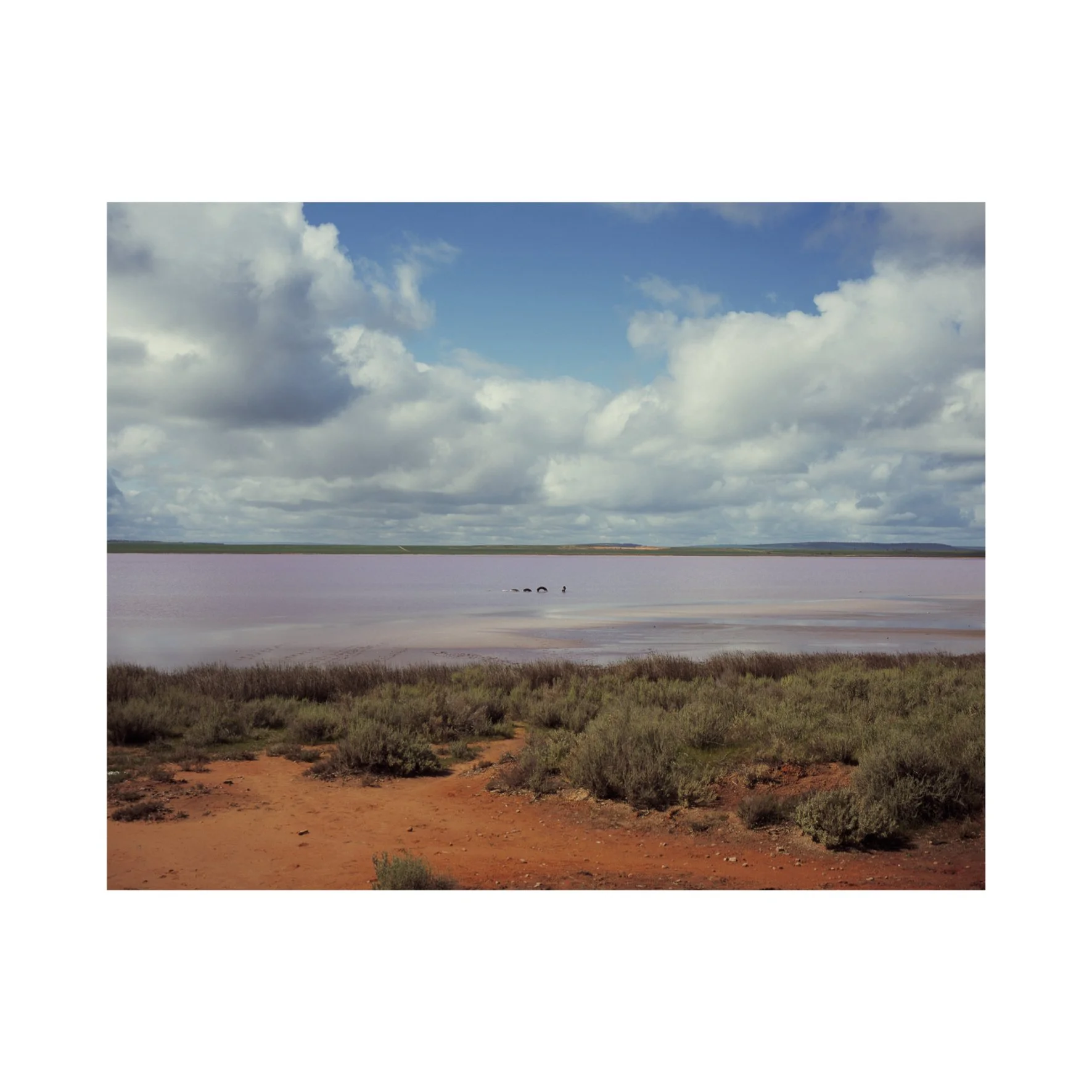 Australian Lustre 30