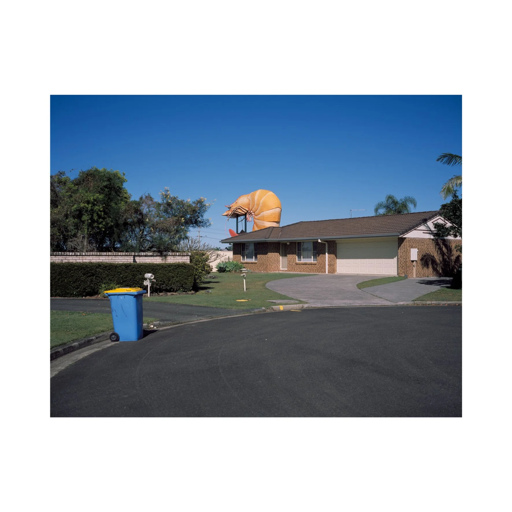 Australian Lustre 26