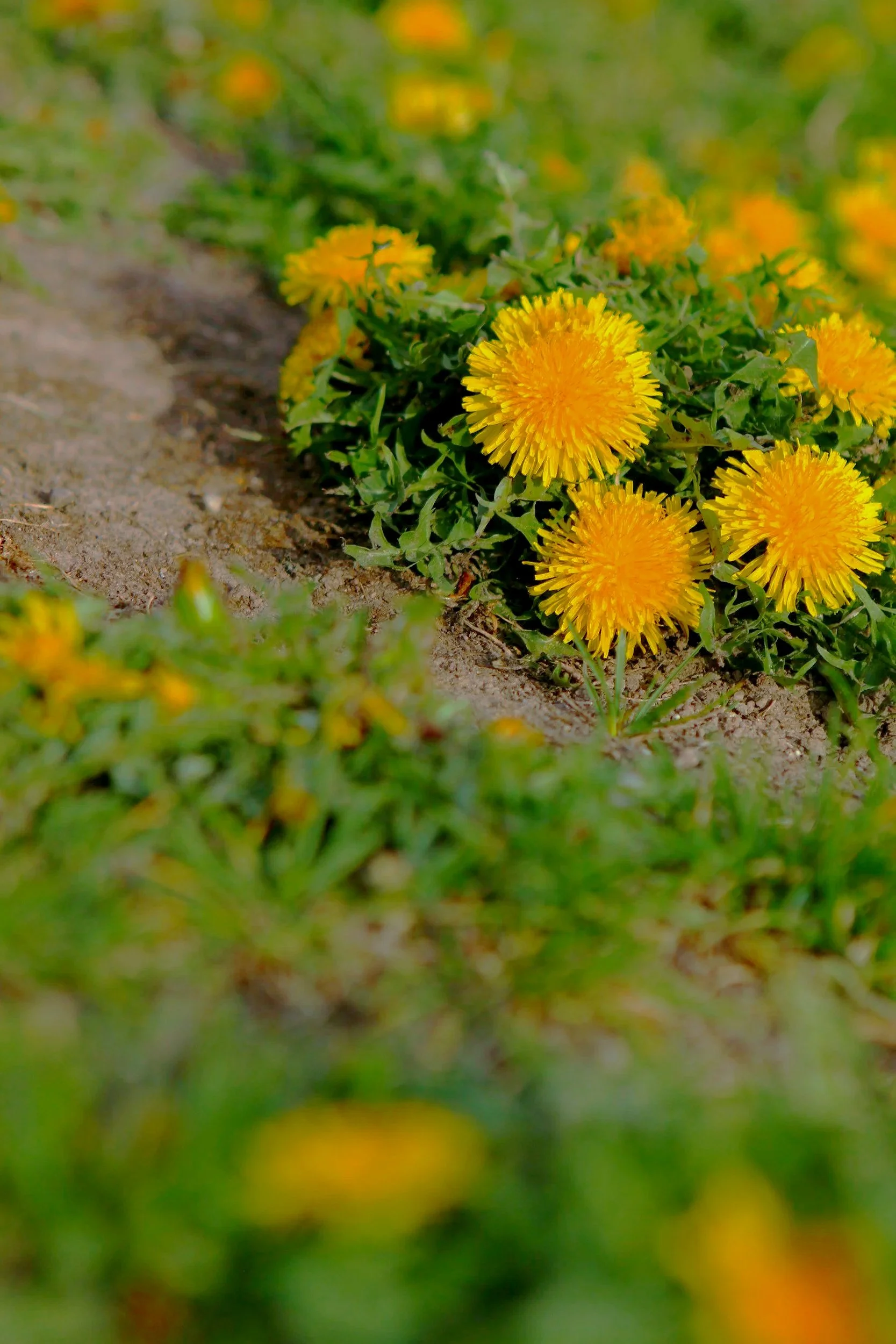 Is it a weed?