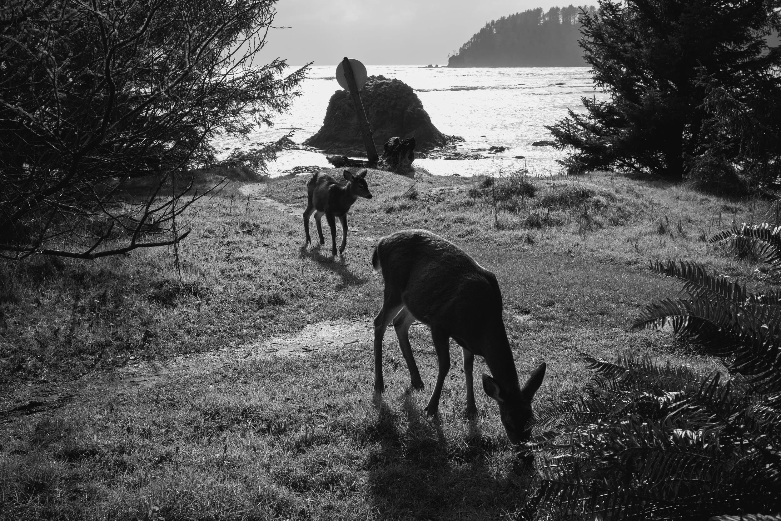 Black and white photo of a forested coastline with a deer standing on the grass and trees in the foreground. There is a rocky outcrop in the water with a sign post leaning against it, and a distant headland in the background.
