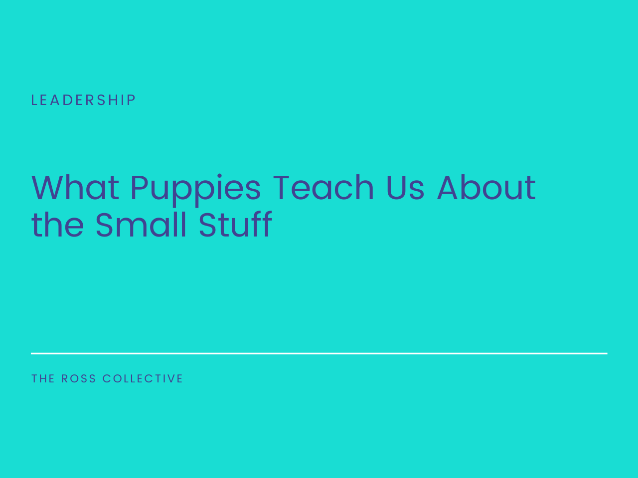 What puppies teach us about the small stuff